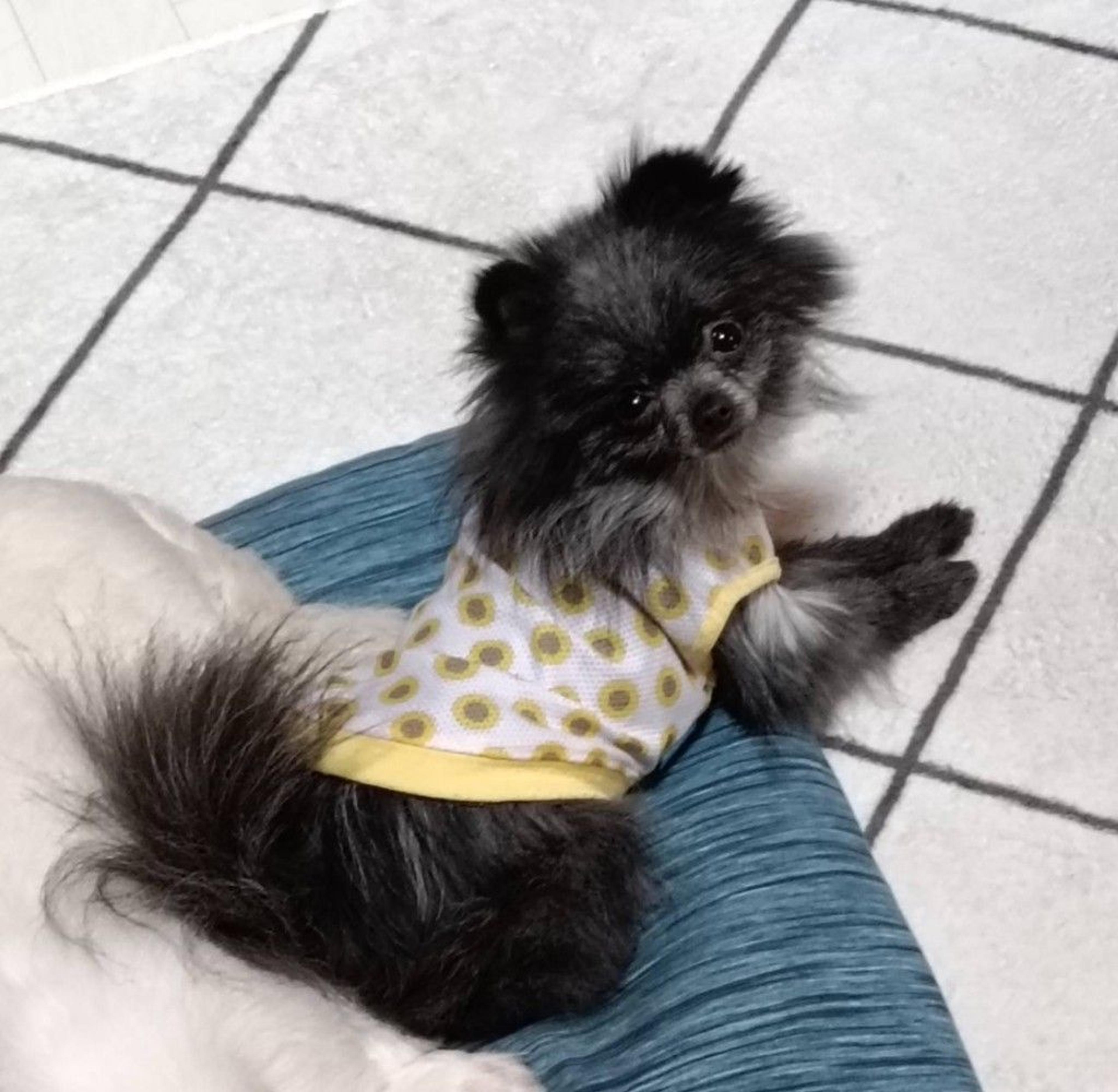 pet-image-5