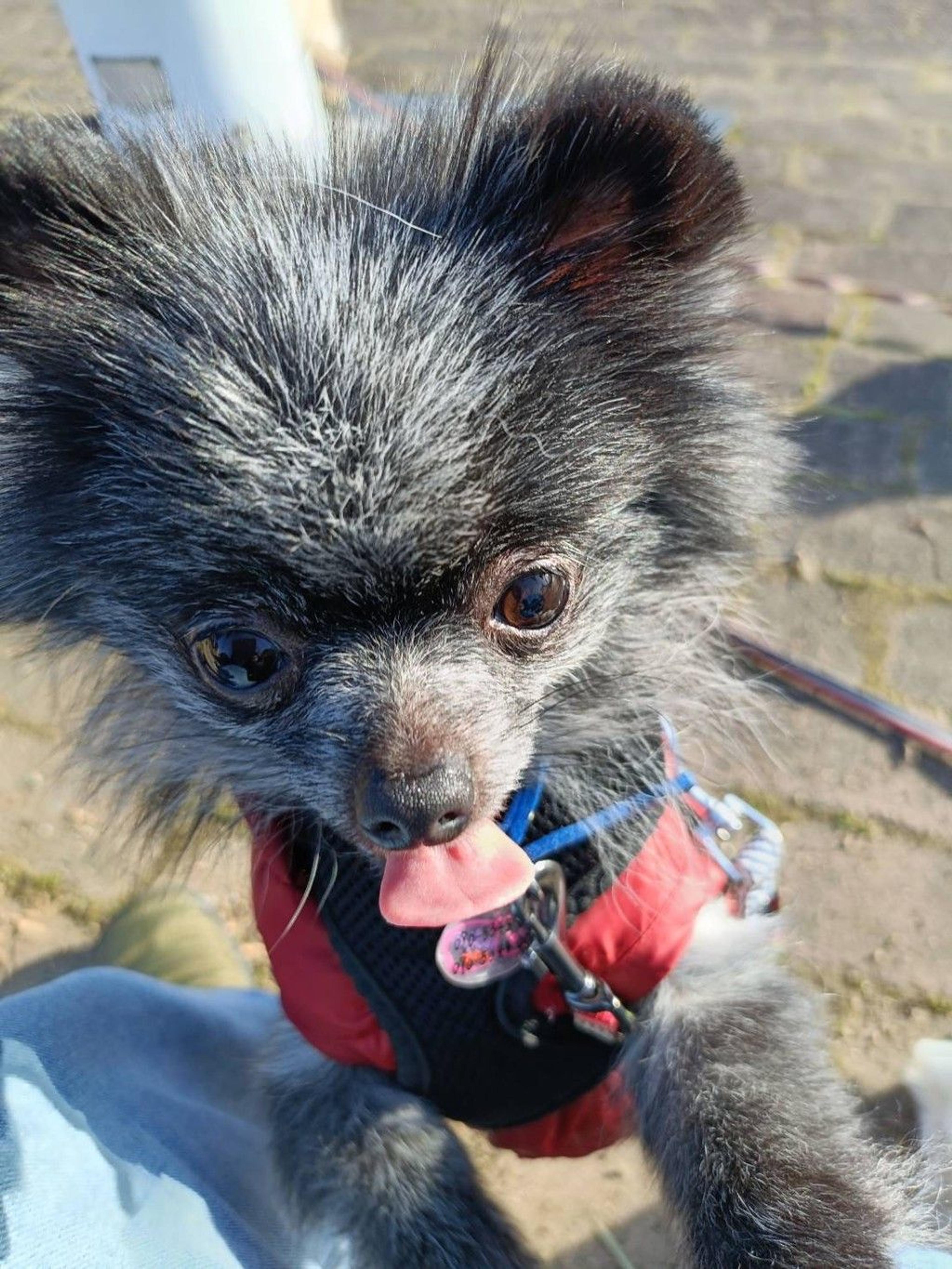 pet-image-6