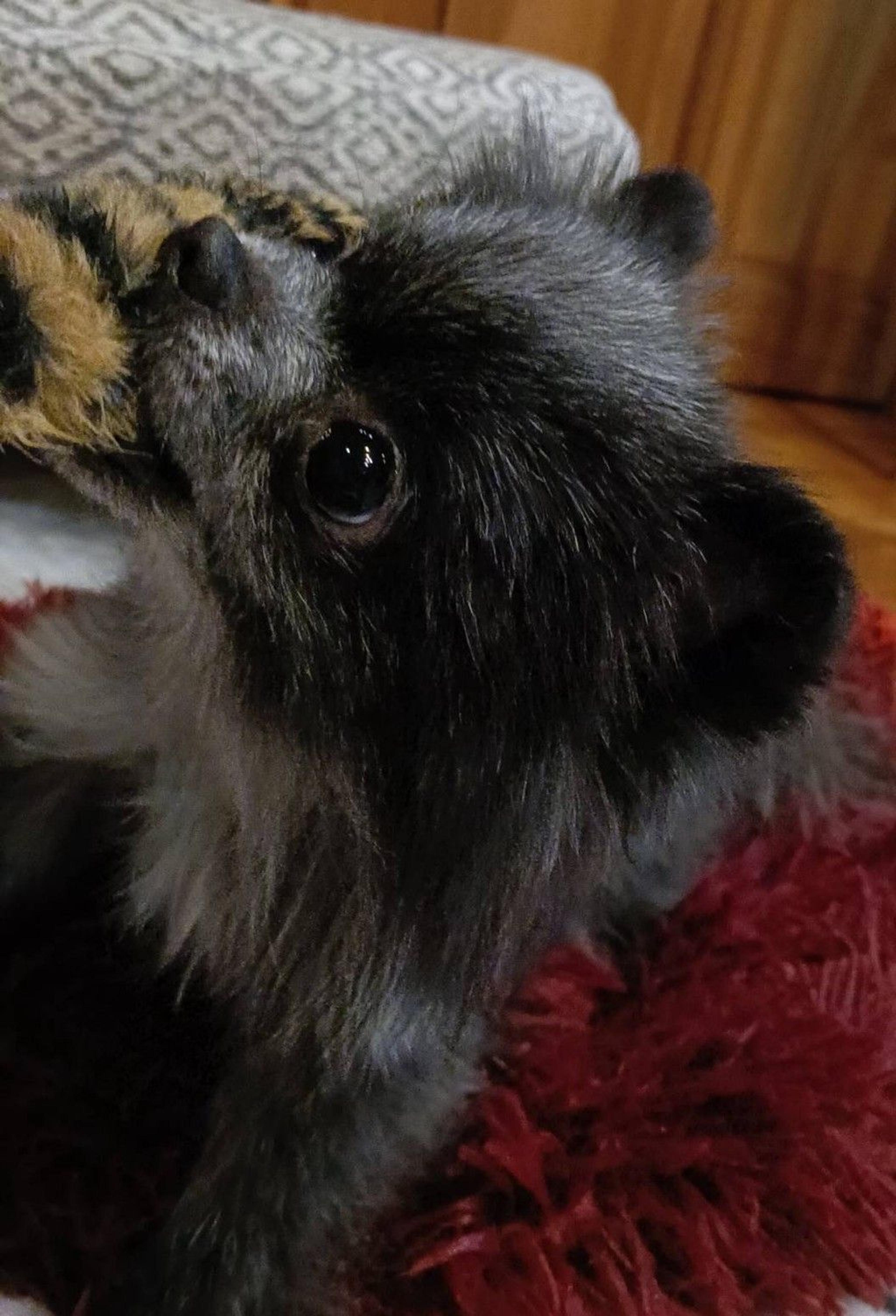 pet-image-9