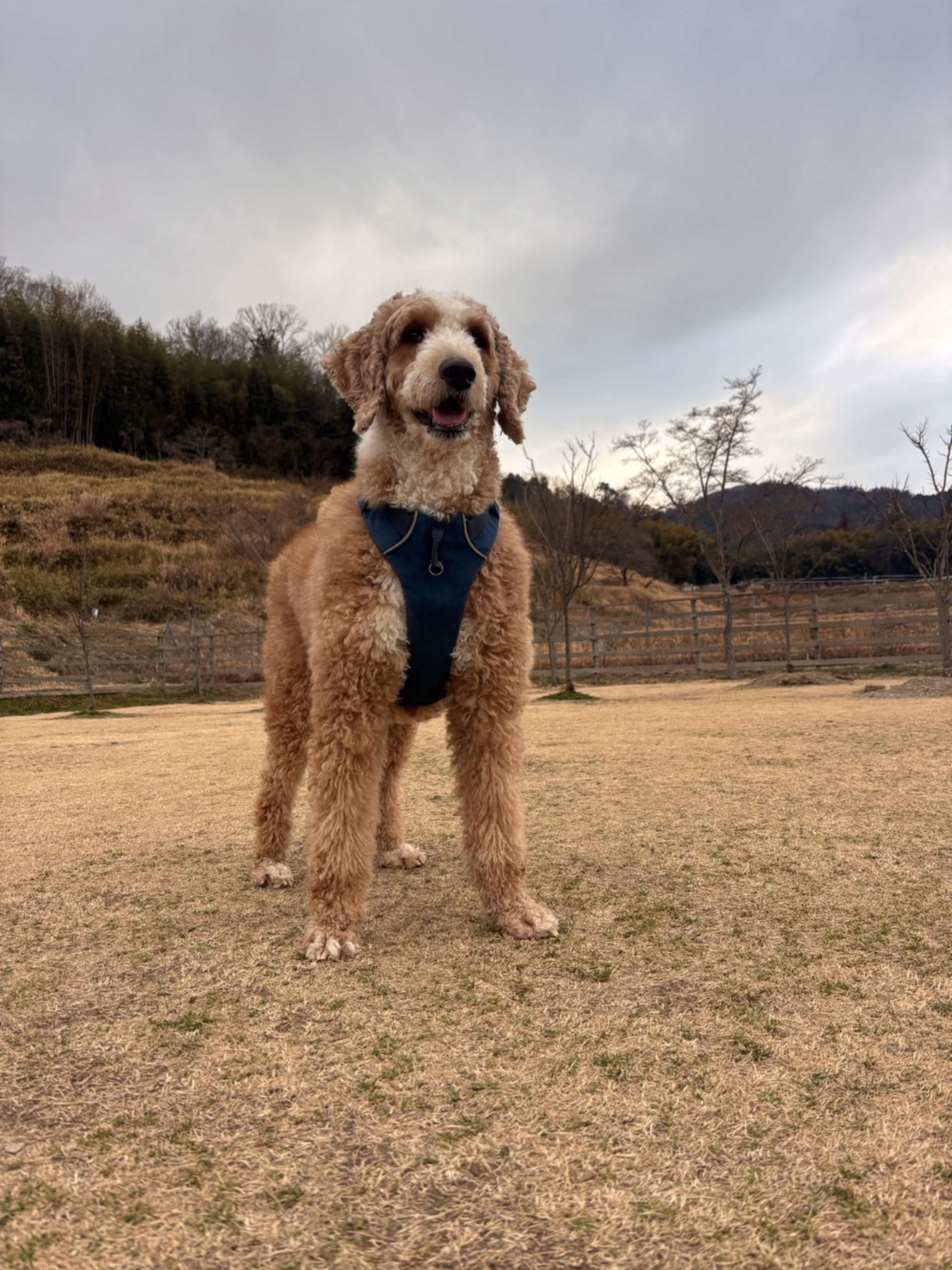 スタンダードプードル・メスの里親募集の写真