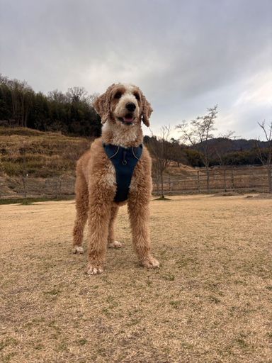 スタンダードプードル・メスの里親募集の写真