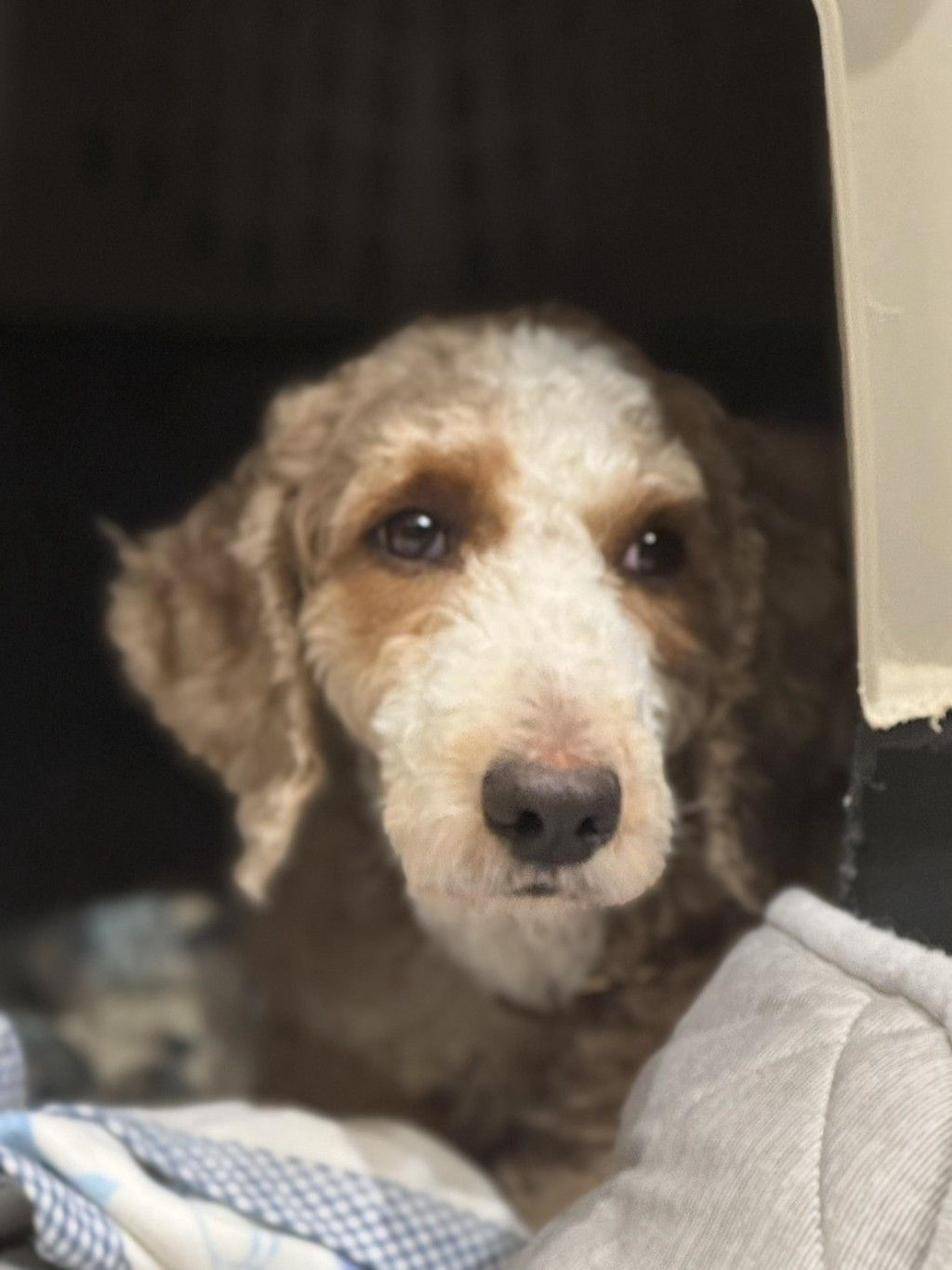 pet-image-4