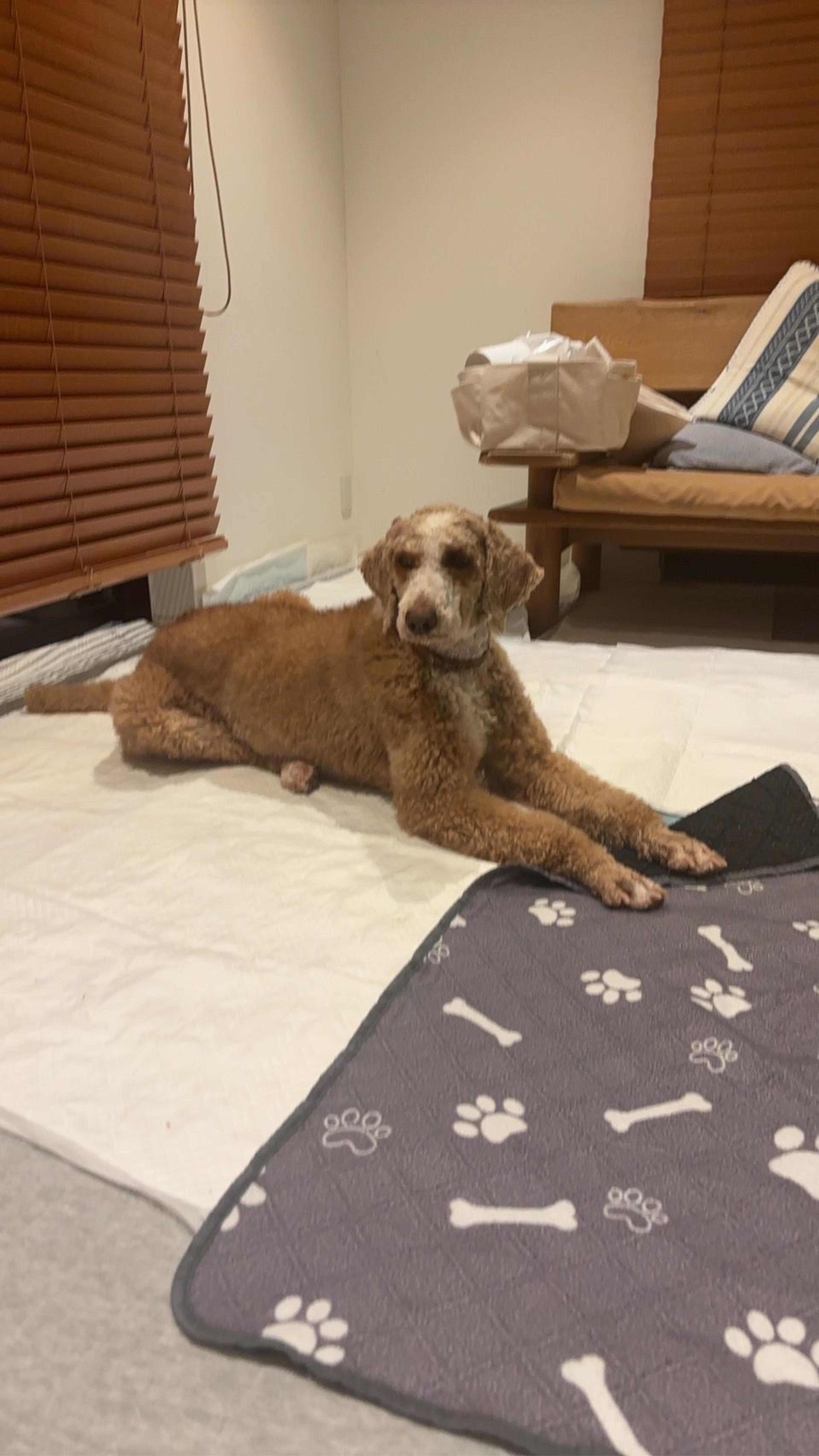 pet-image-5