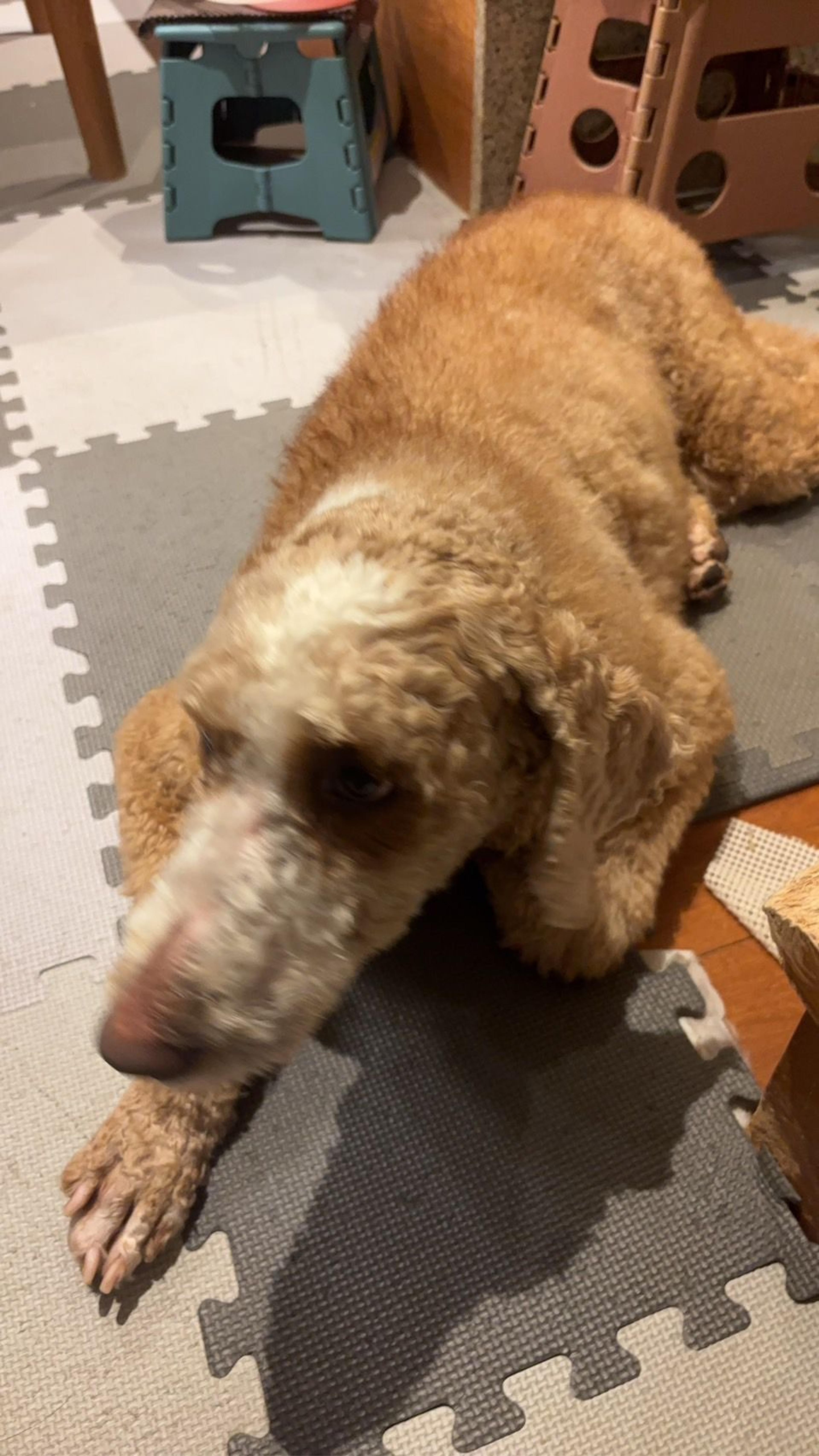 pet-image-6