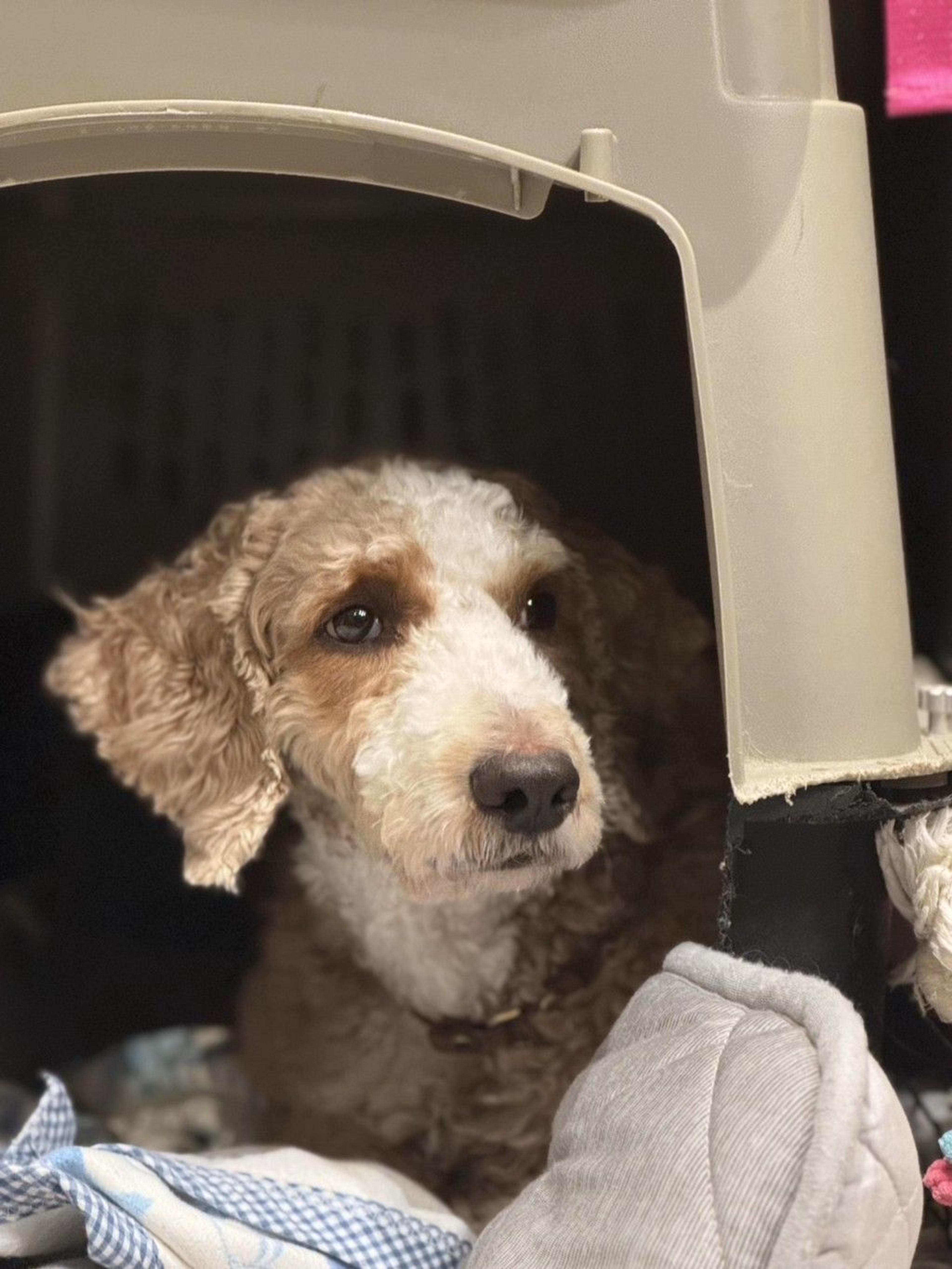 pet-image-7