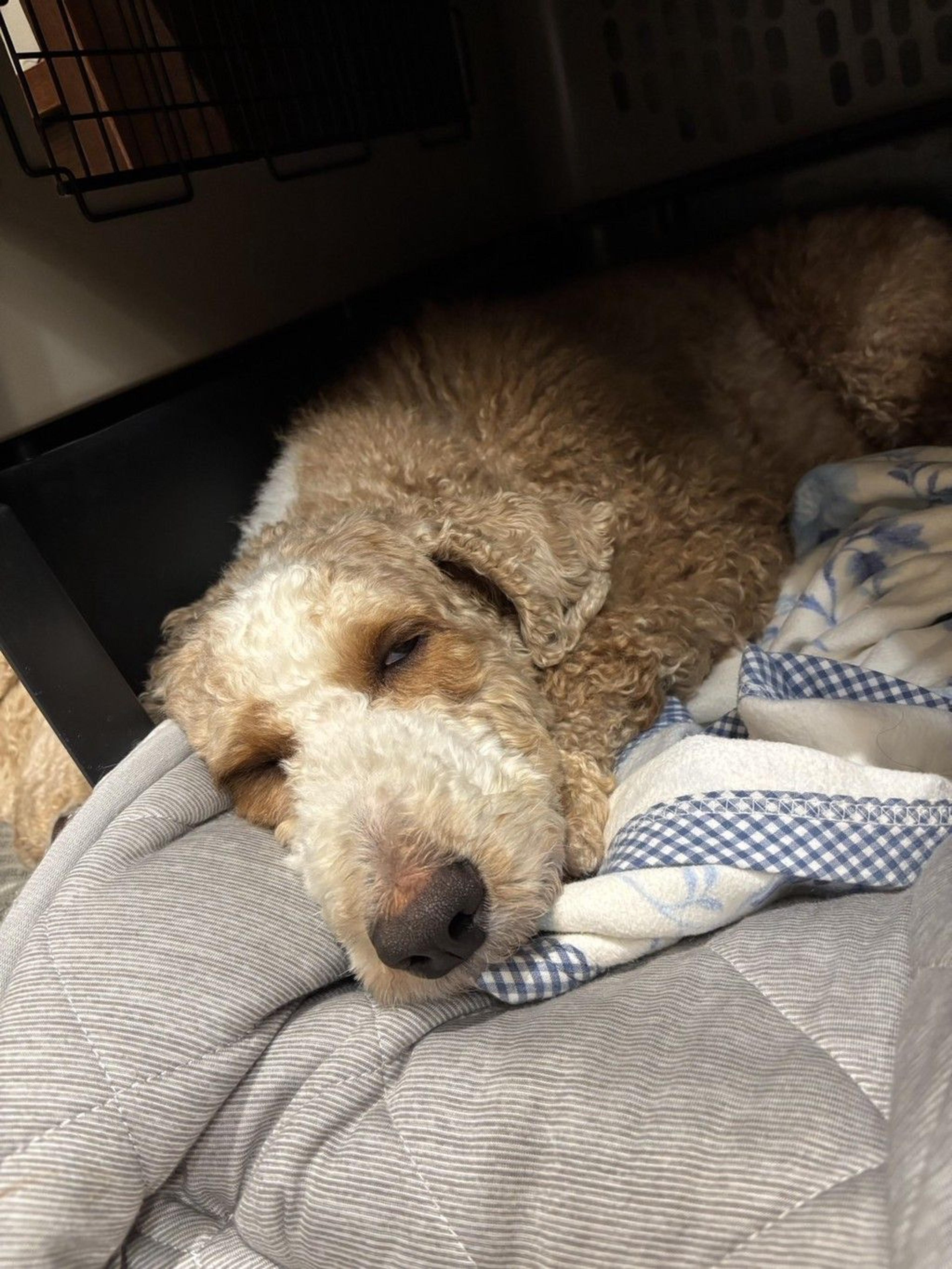 pet-image-8