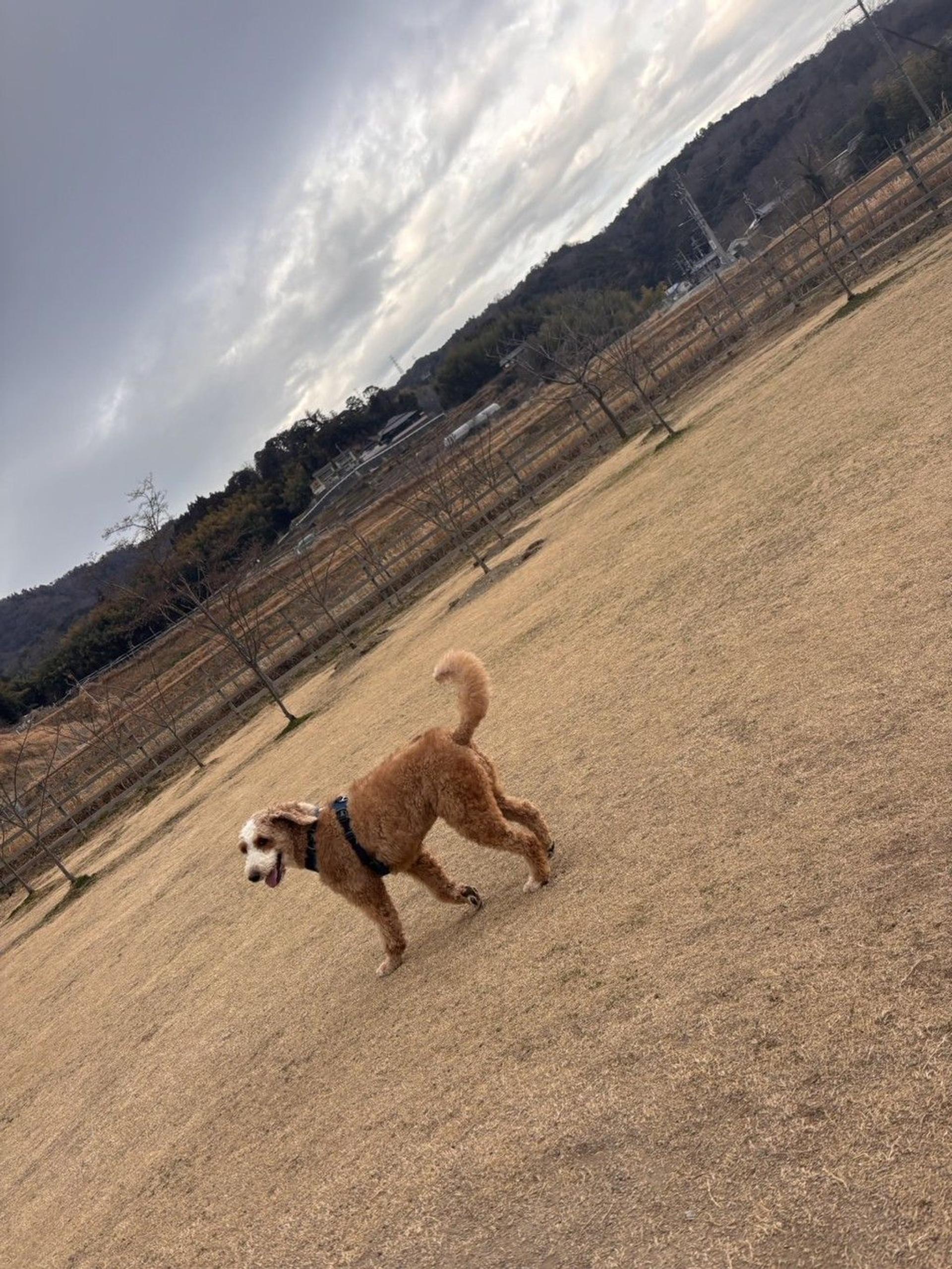 pet-image-9