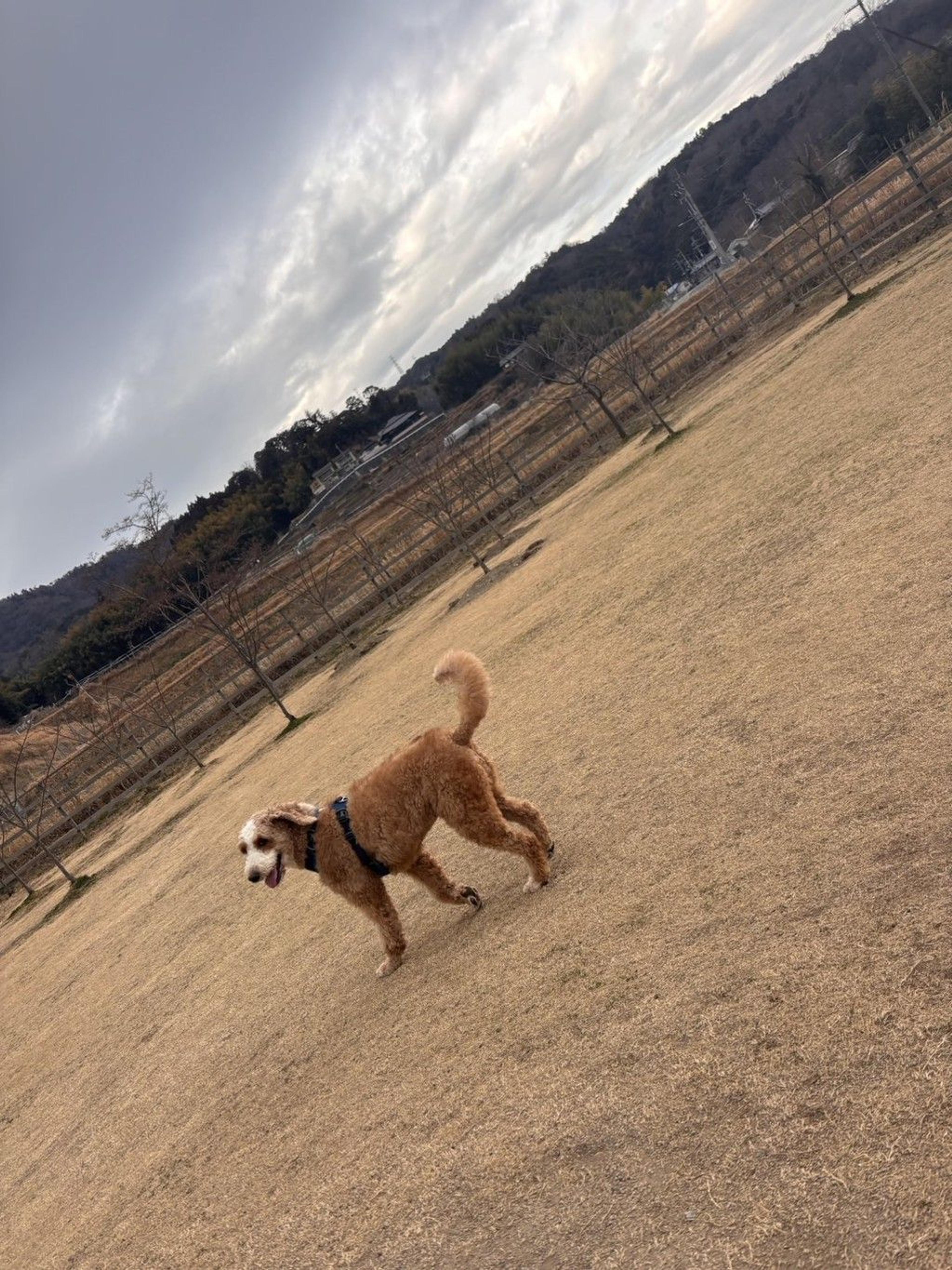 pet-image-9
