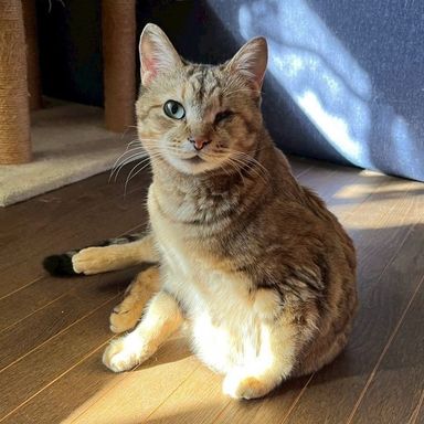 雑種（ミックス猫）・メスの里親募集の写真