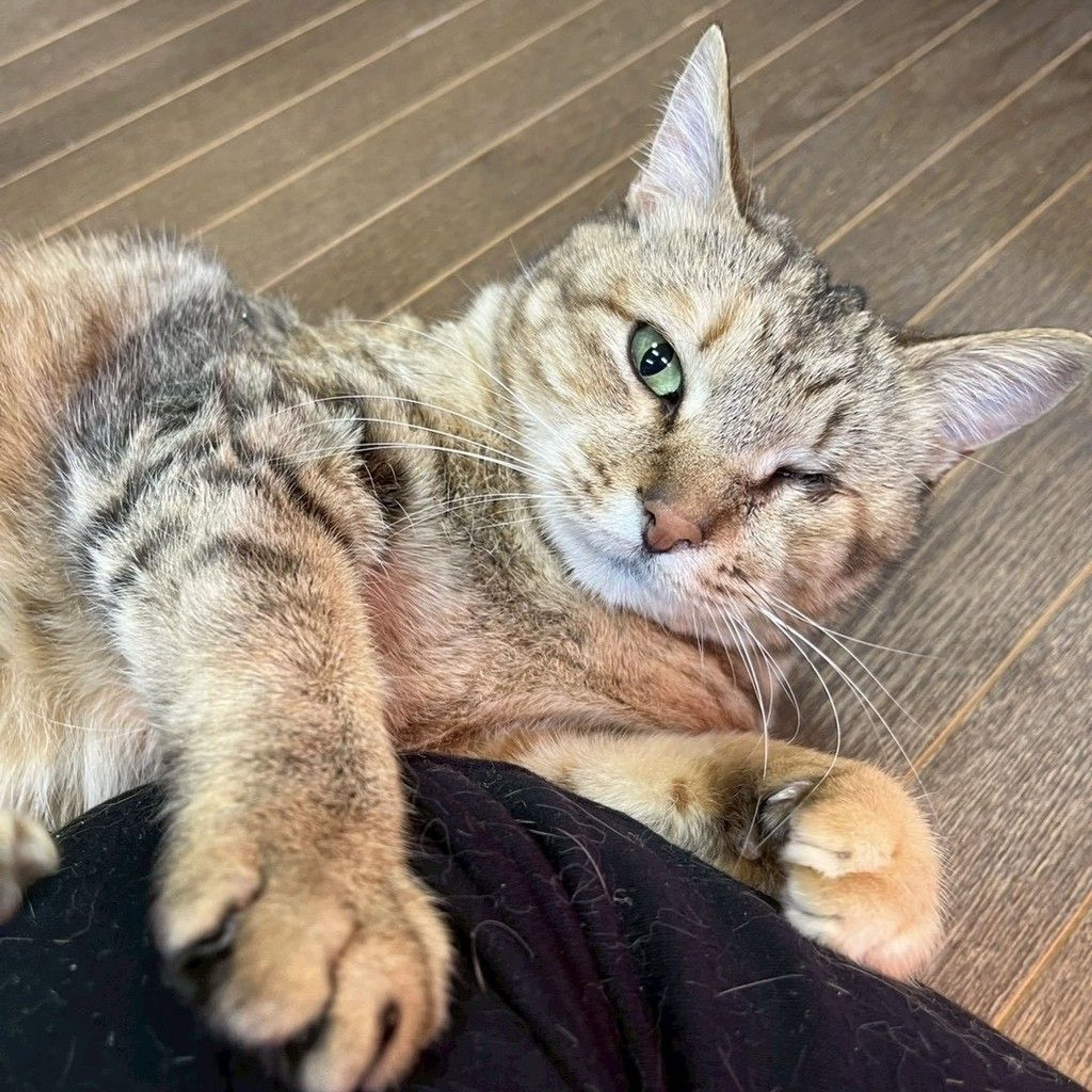 pet-image-7