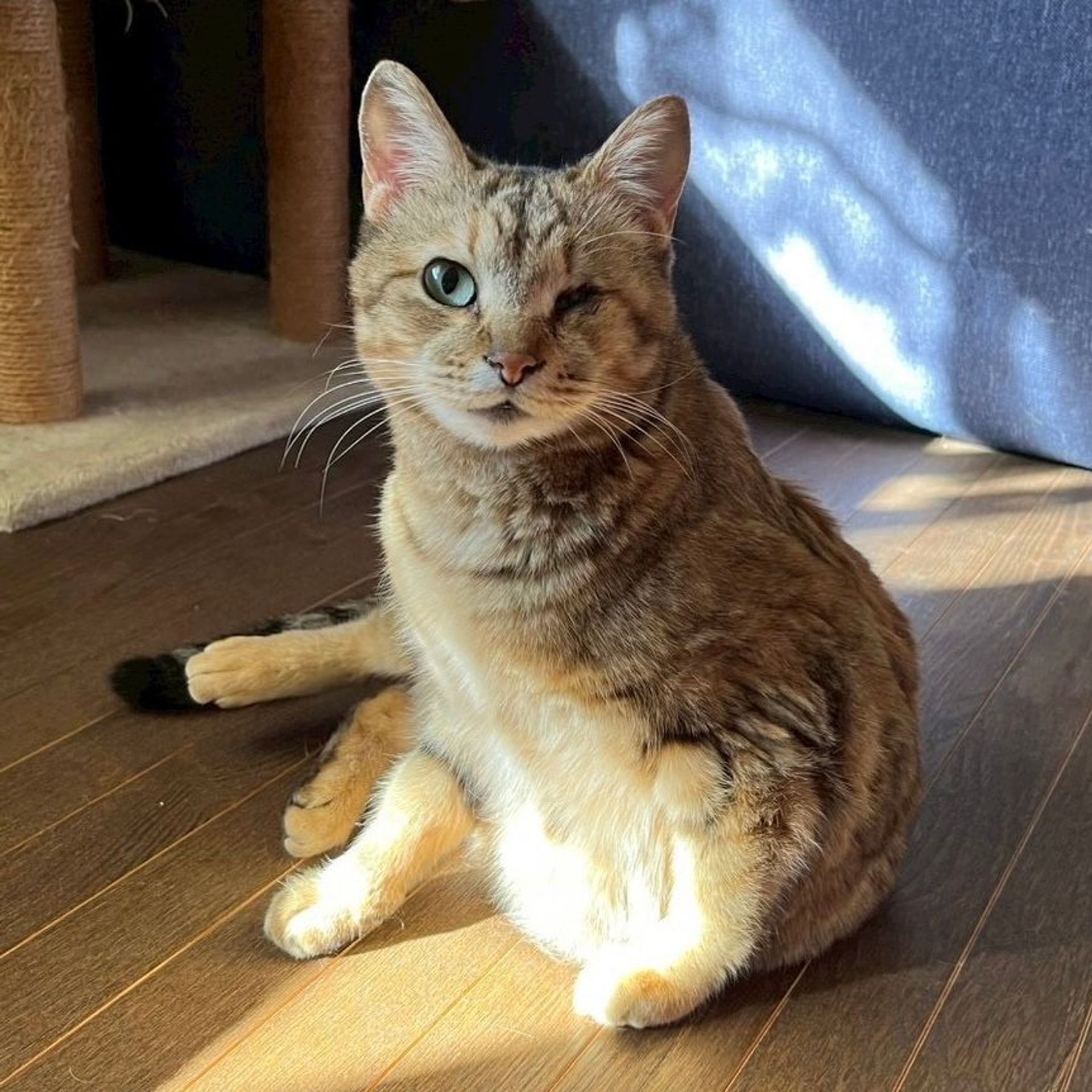 雑種（ミックス猫）・メスの里親募集の写真