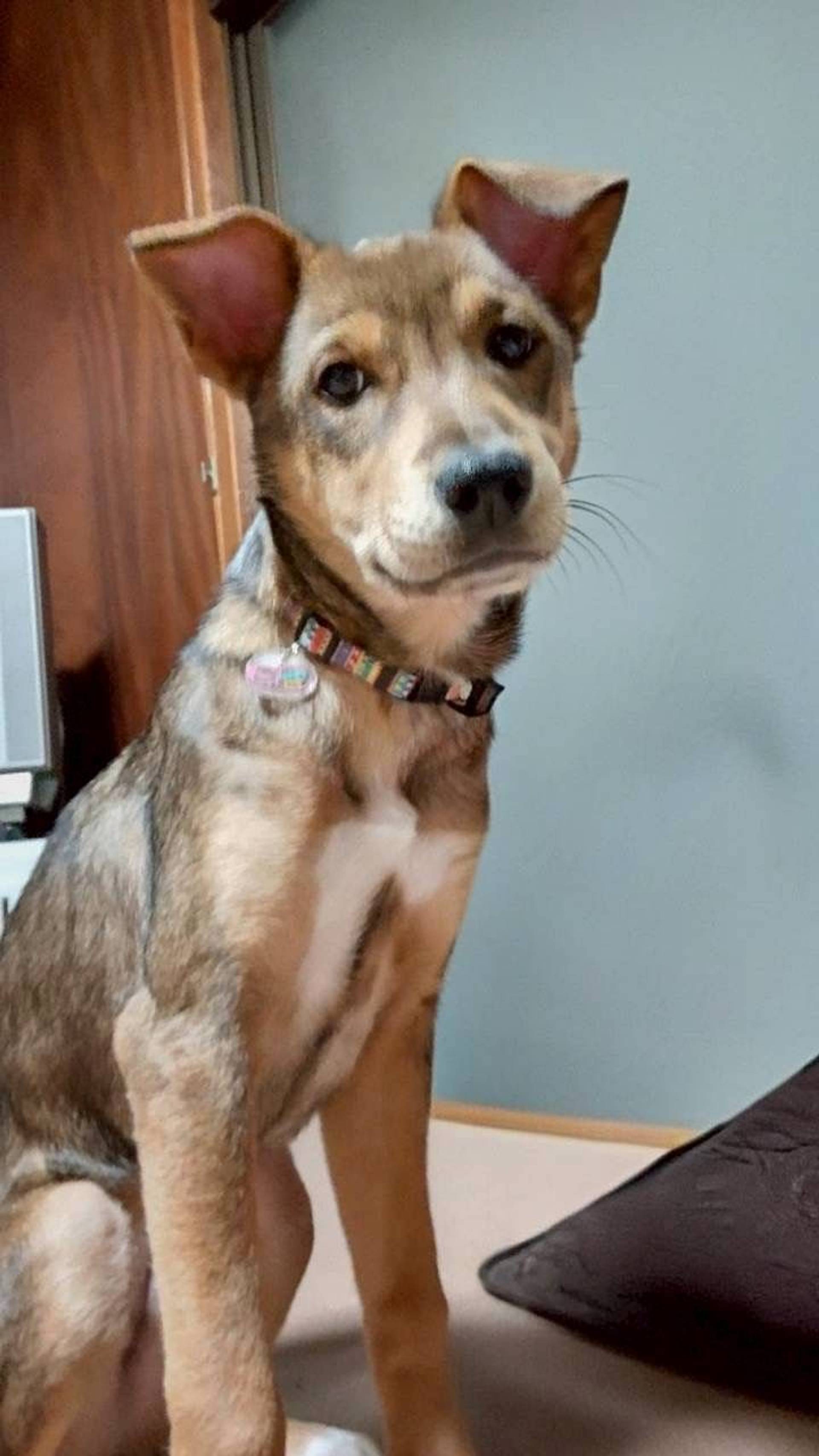 雑種（ミックス犬）・オスの里親募集の写真