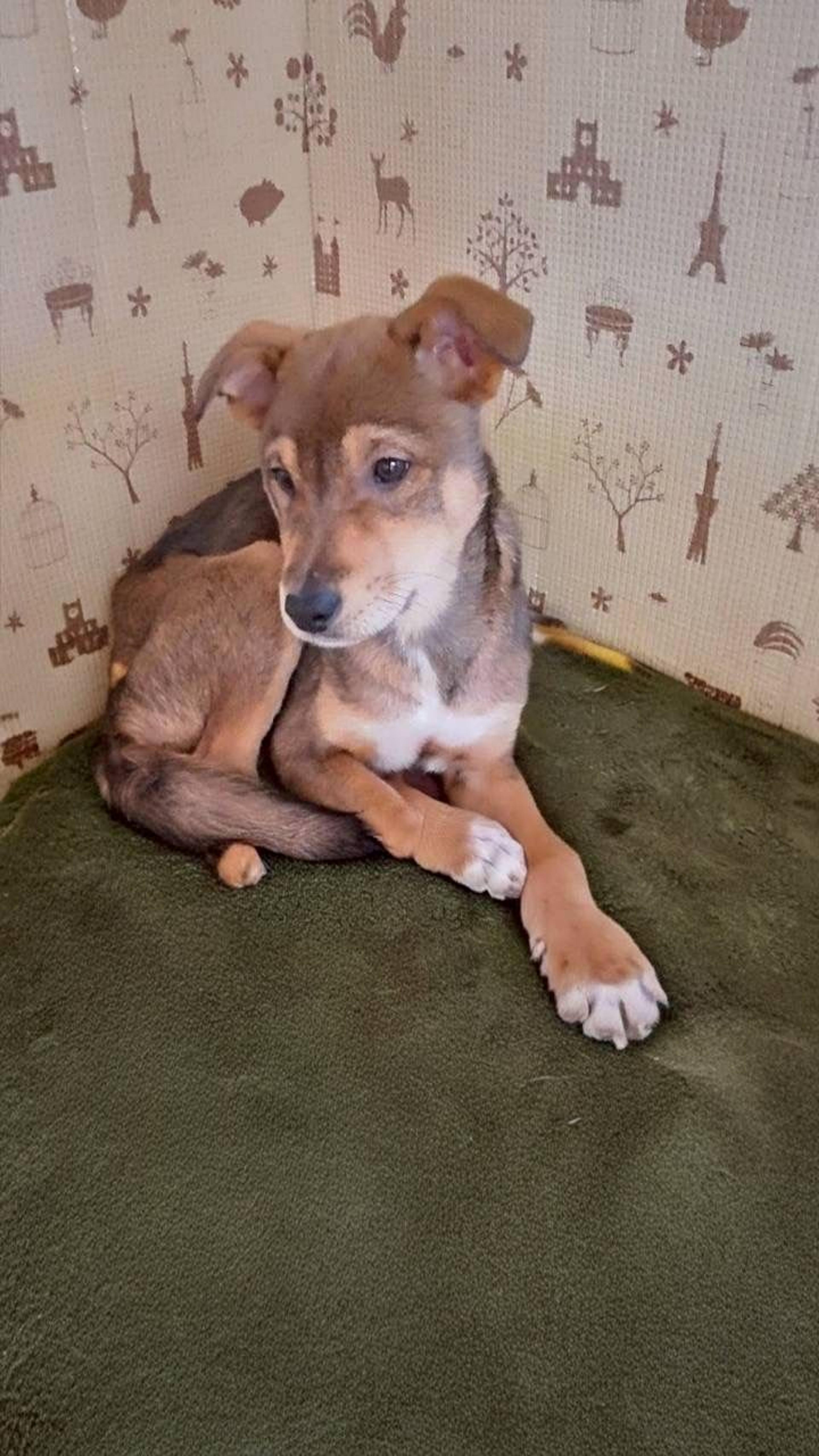 pet-image-2