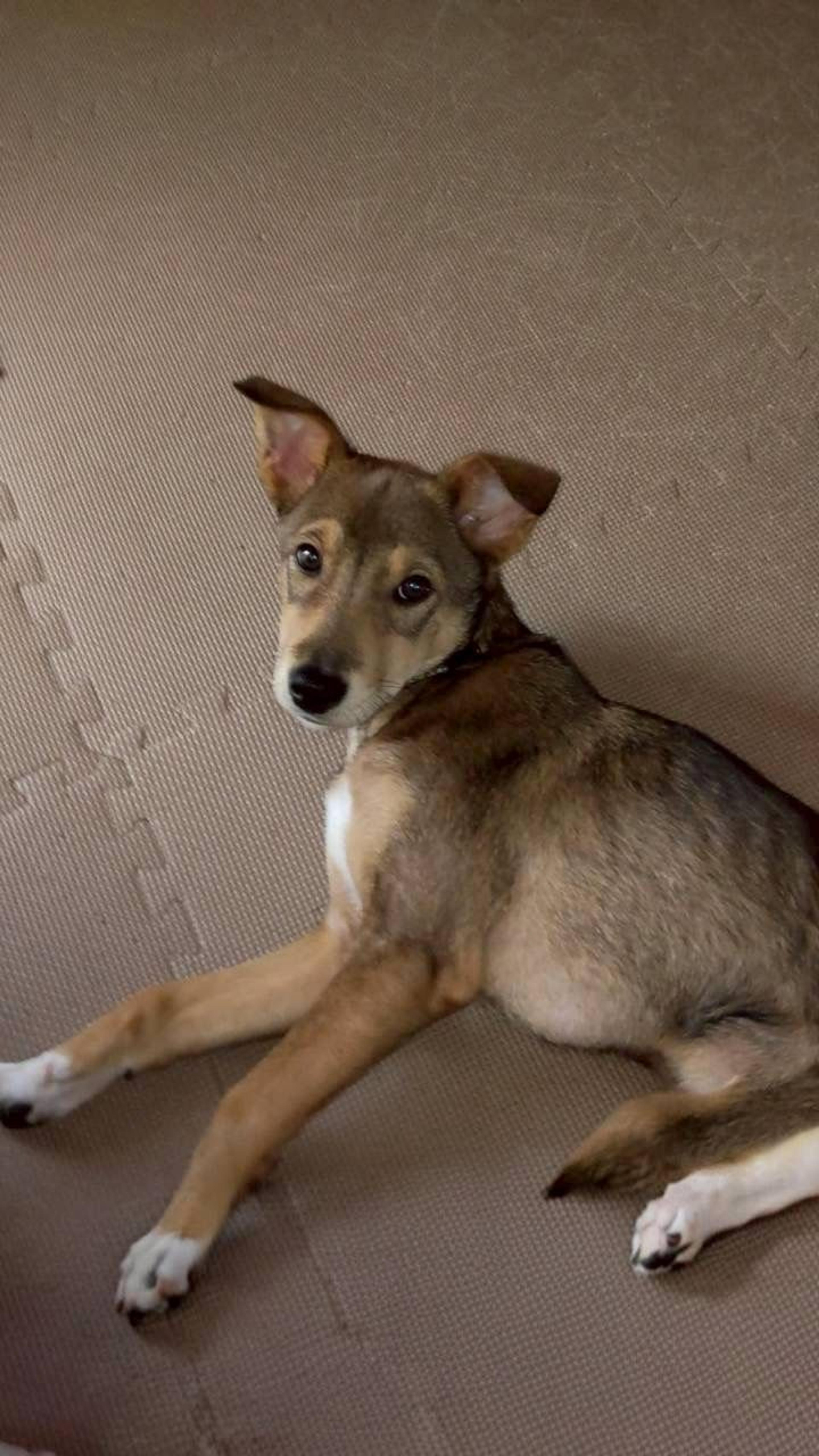 pet-image-4