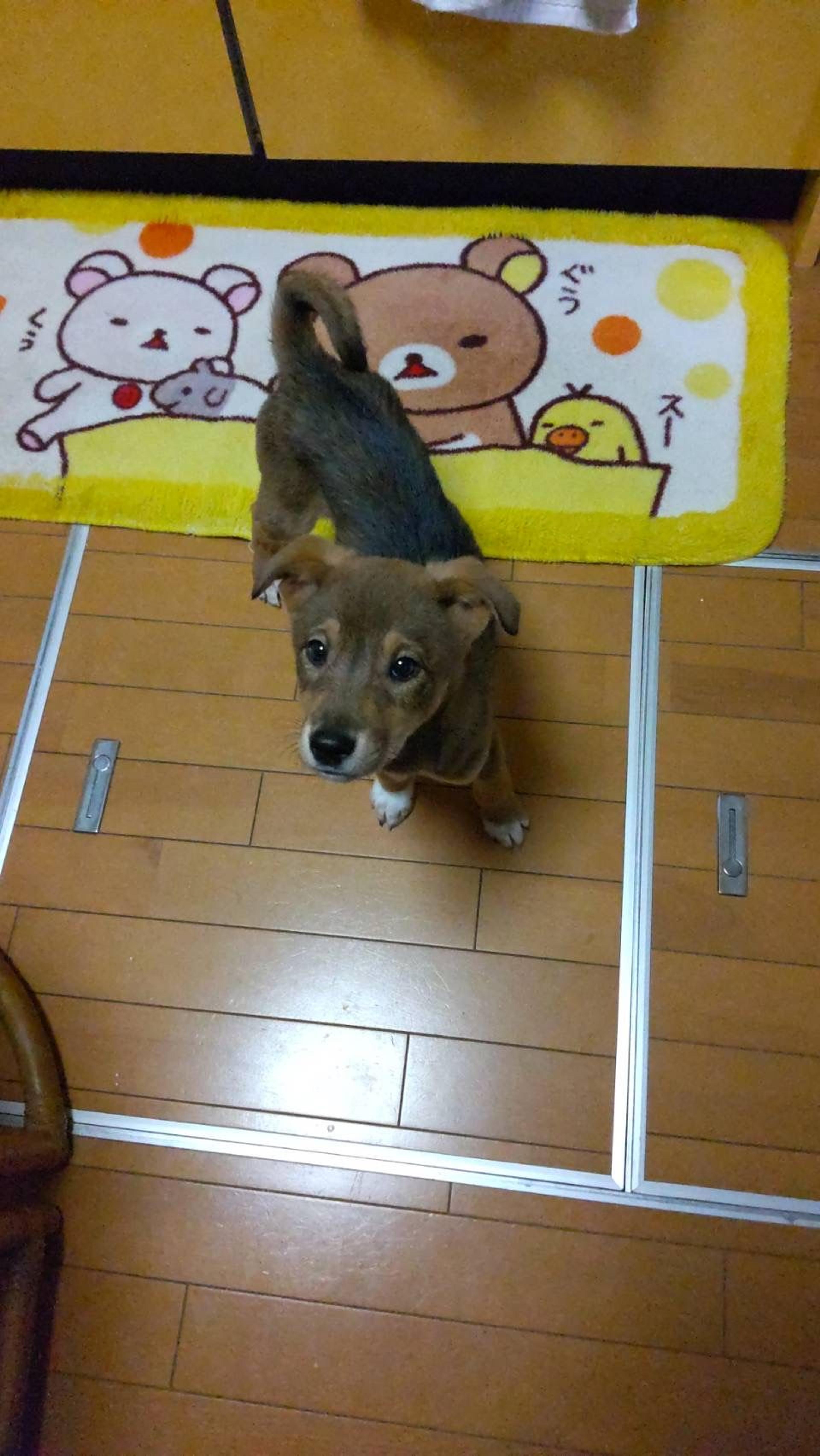 pet-image-7