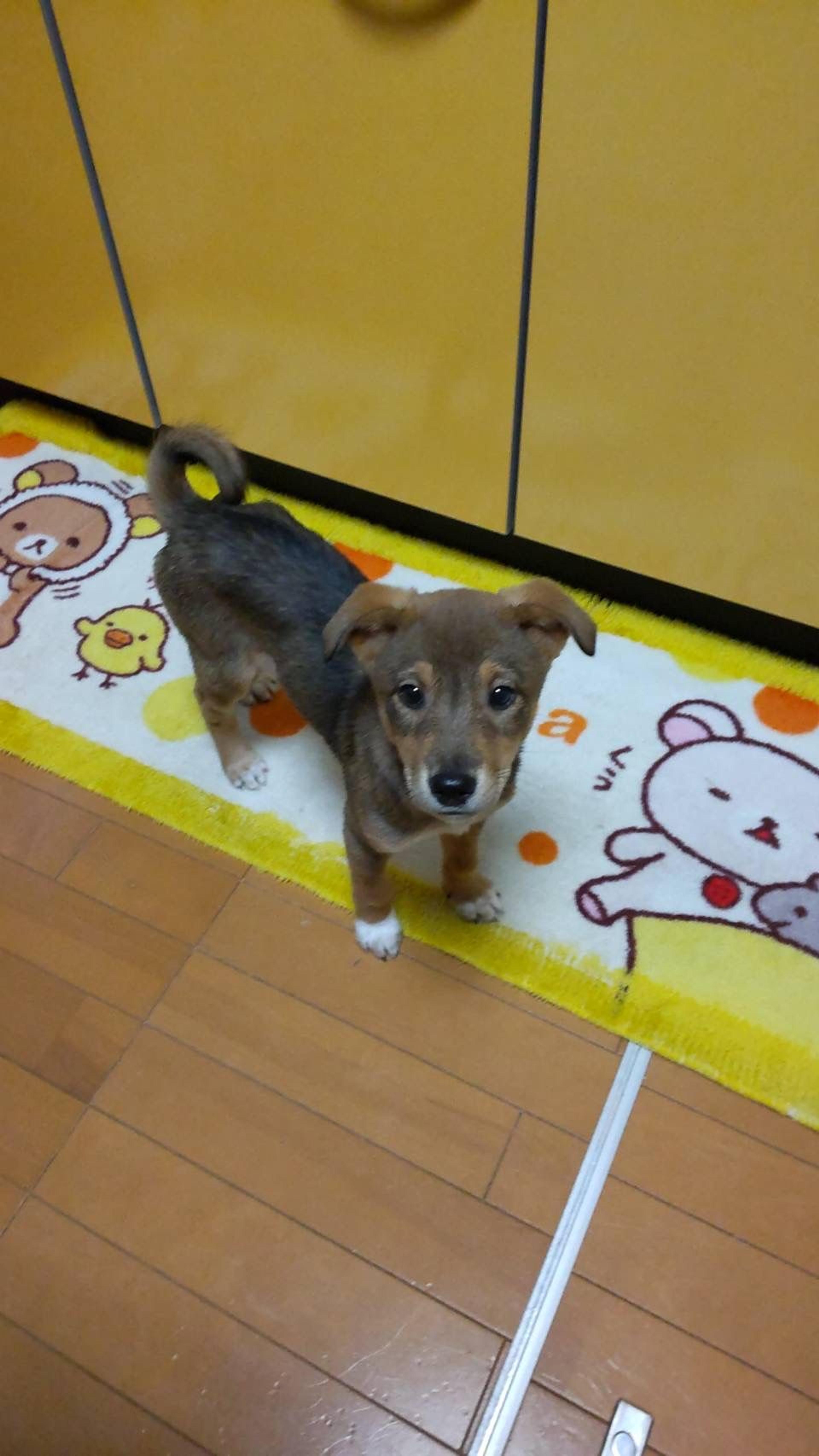 pet-image-8