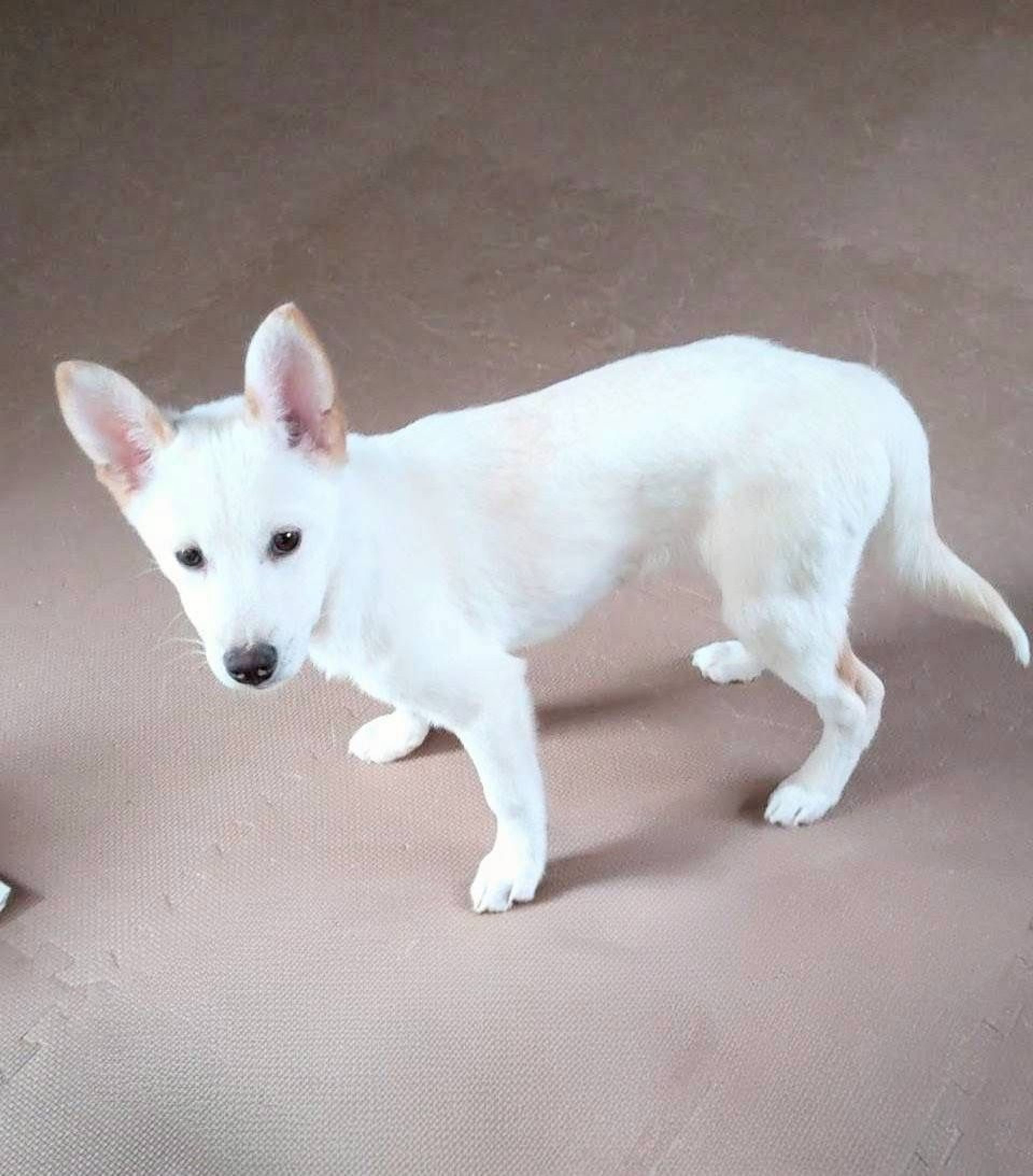 雑種（ミックス犬）・オスの里親募集の写真