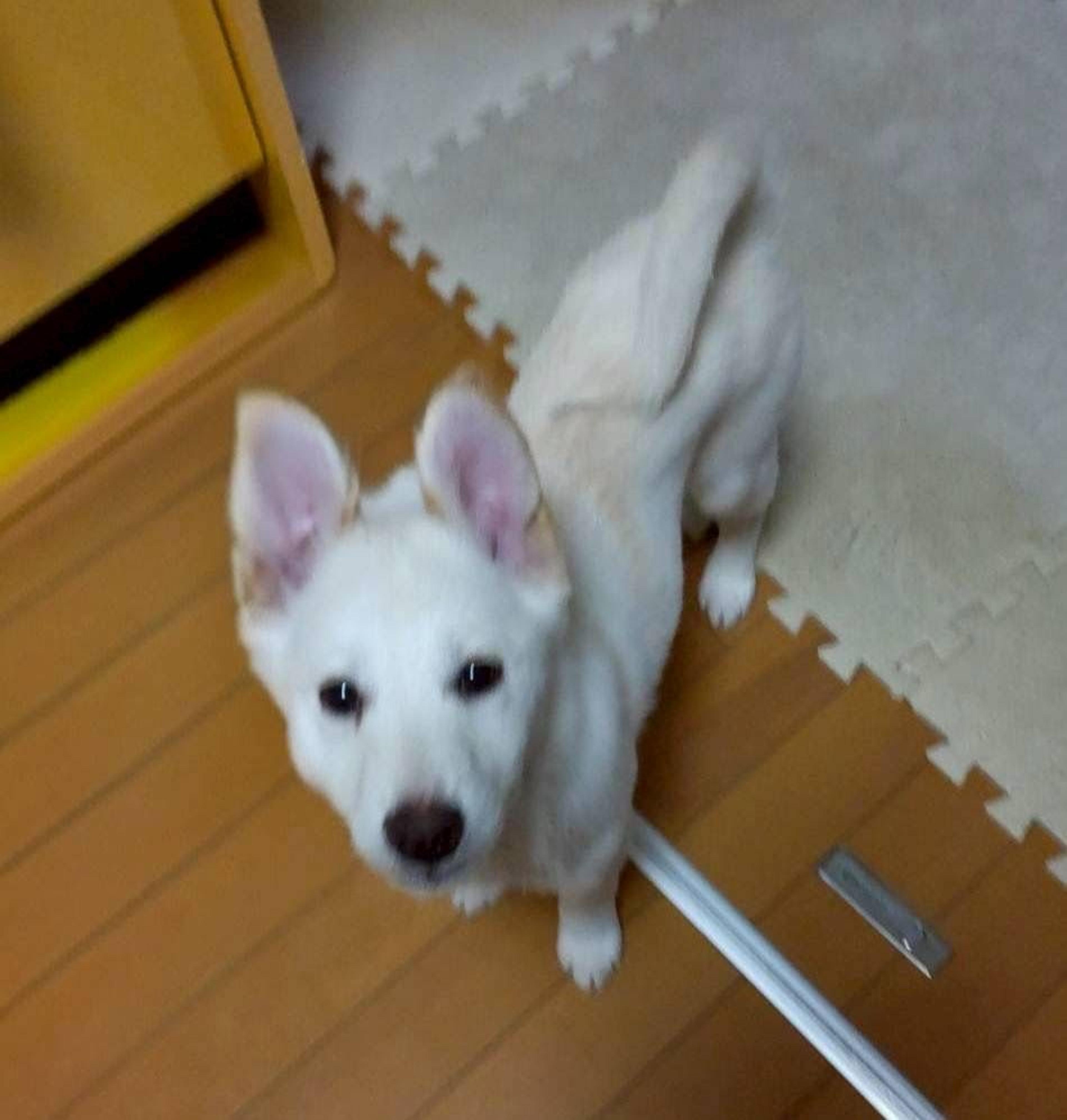 pet-image-2