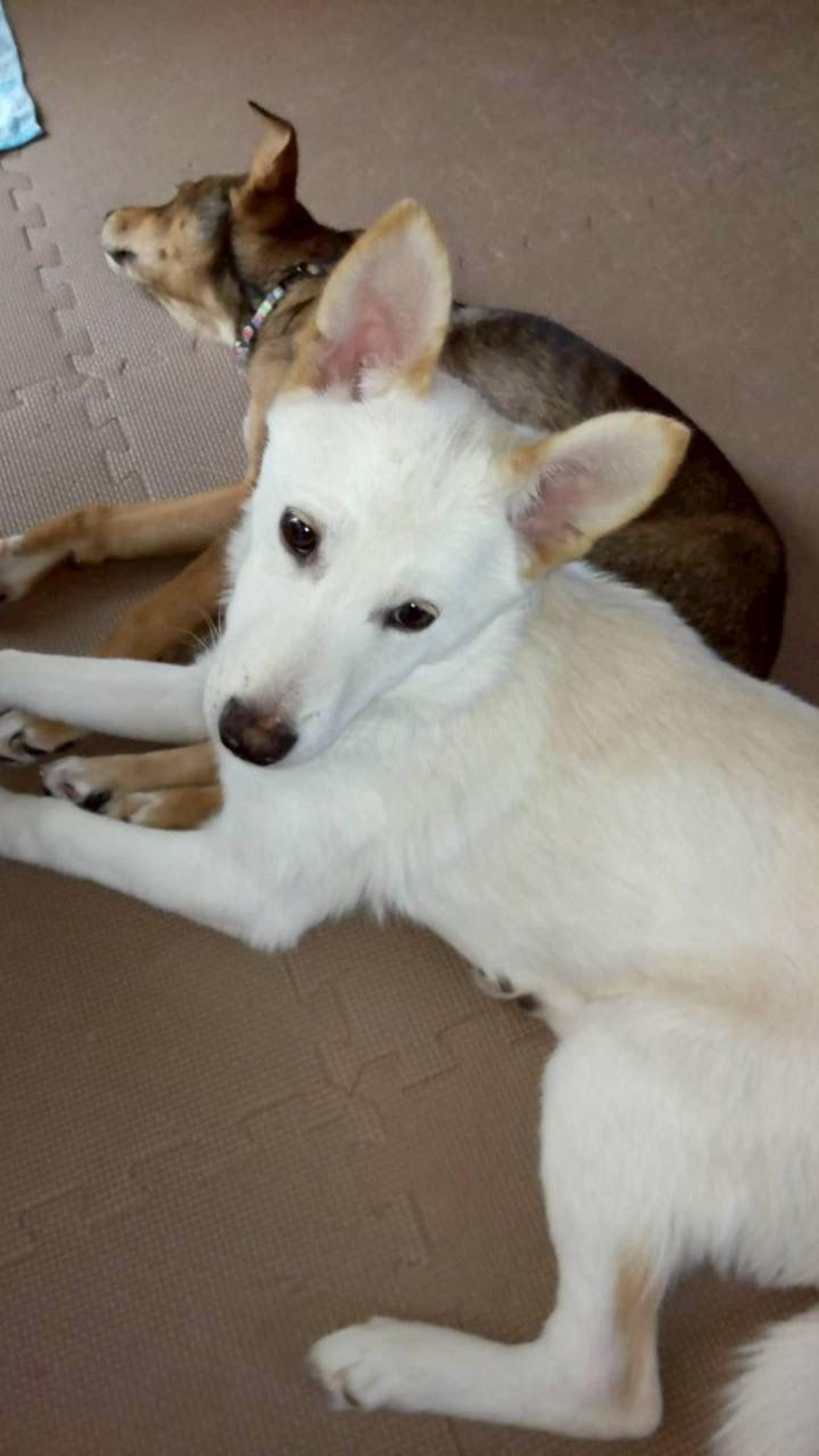 pet-image-3