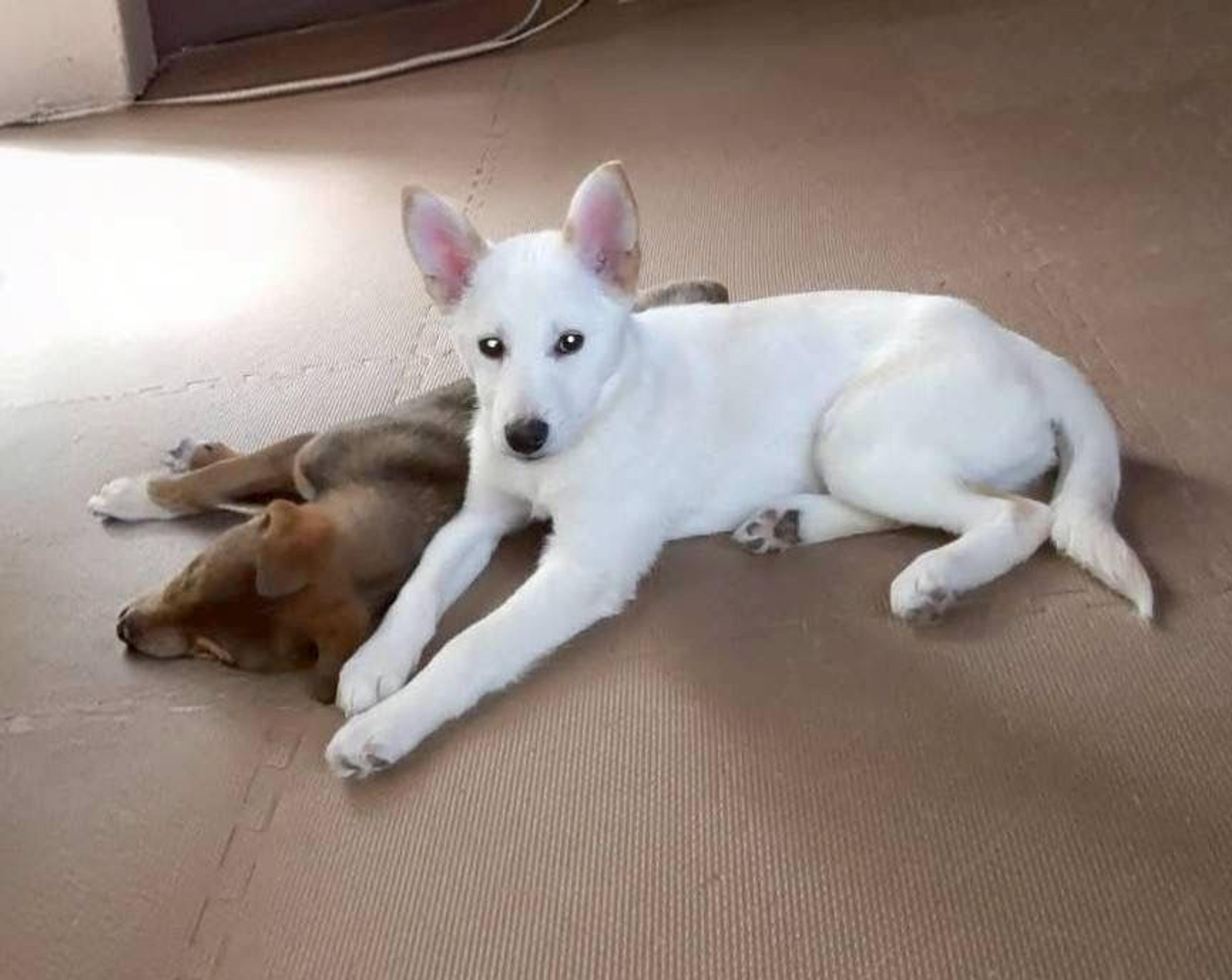 pet-image-4