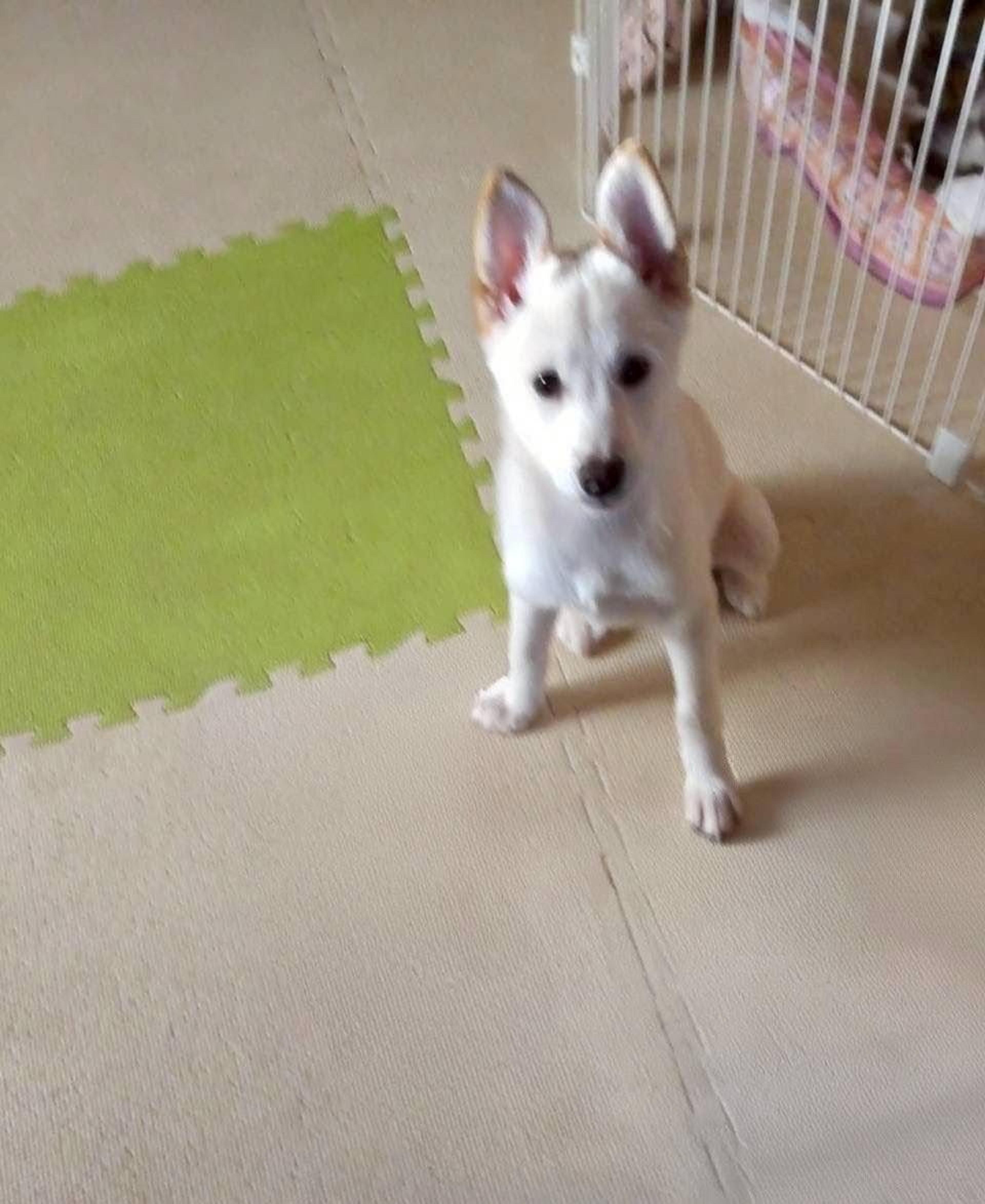 pet-image-5