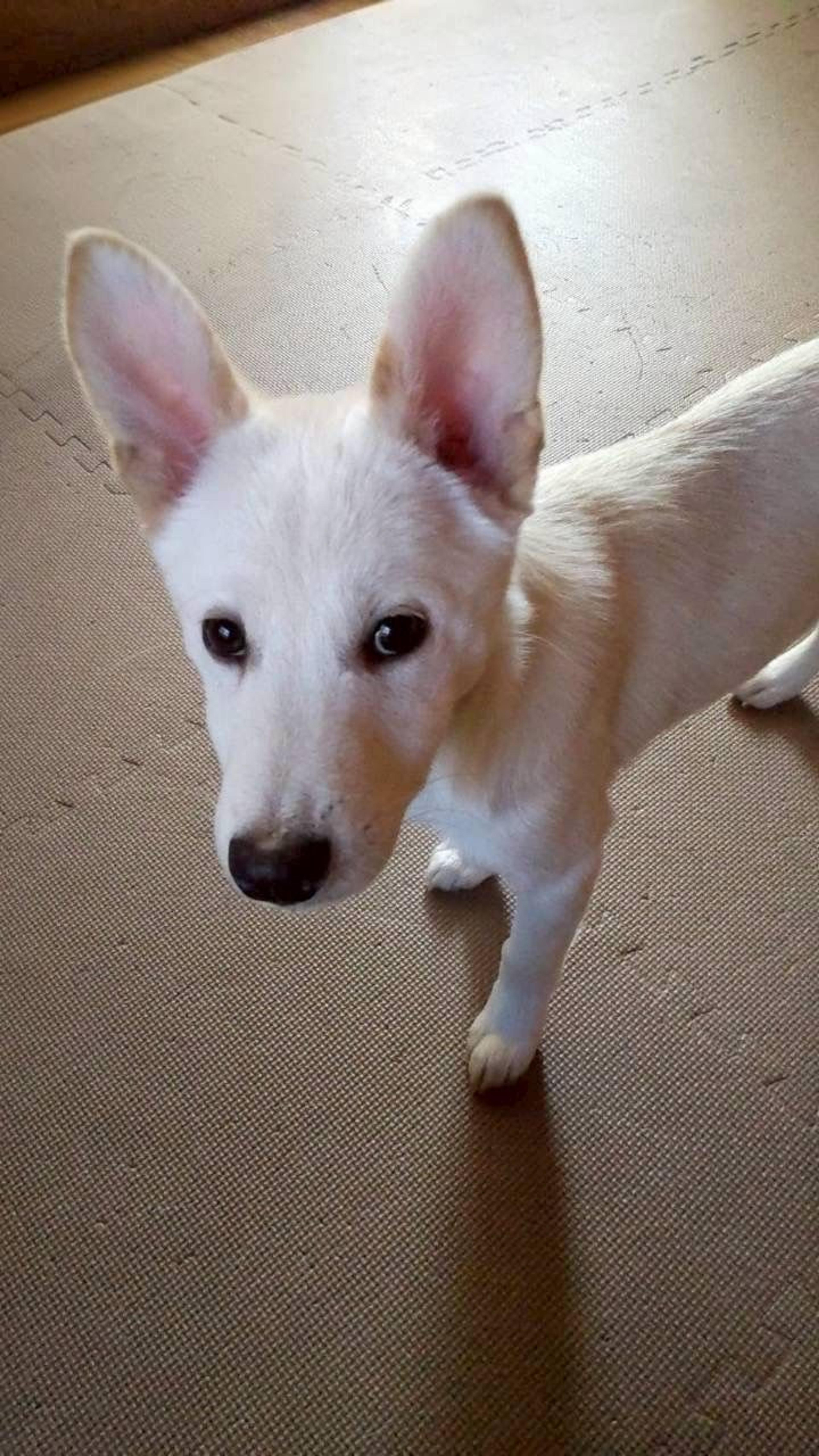 pet-image-6