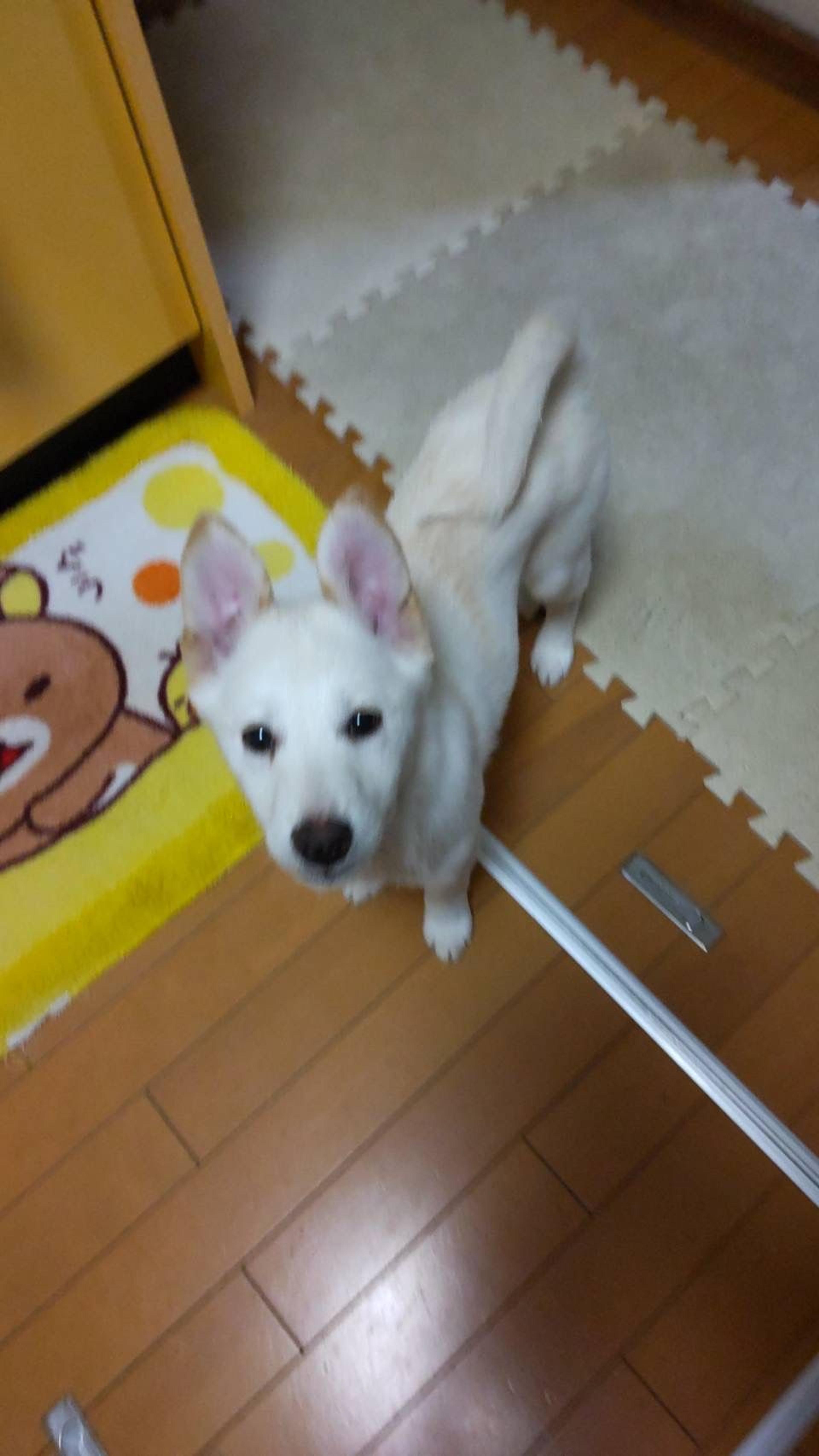 pet-image-7
