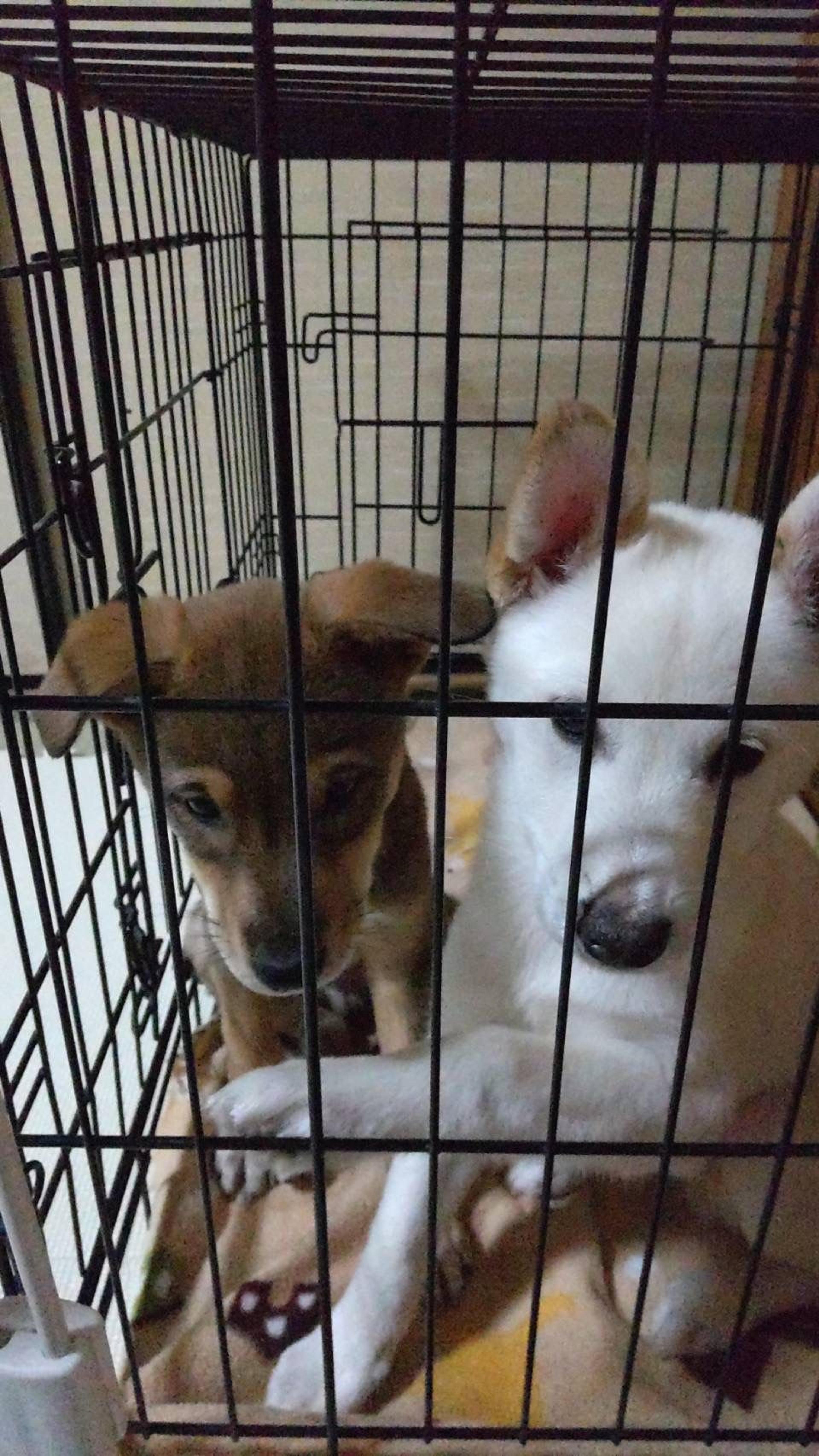 pet-image-8