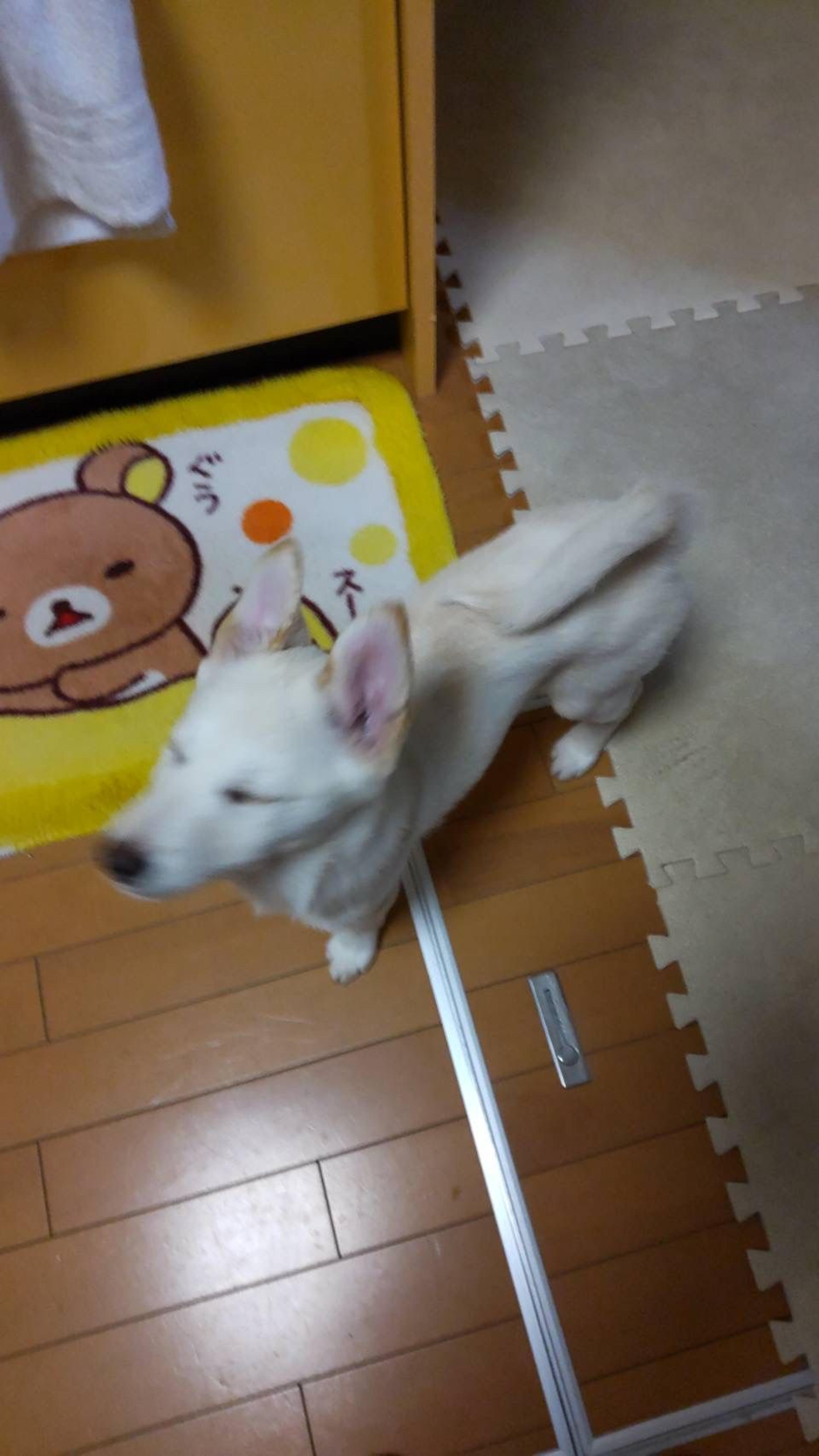 pet-image-9