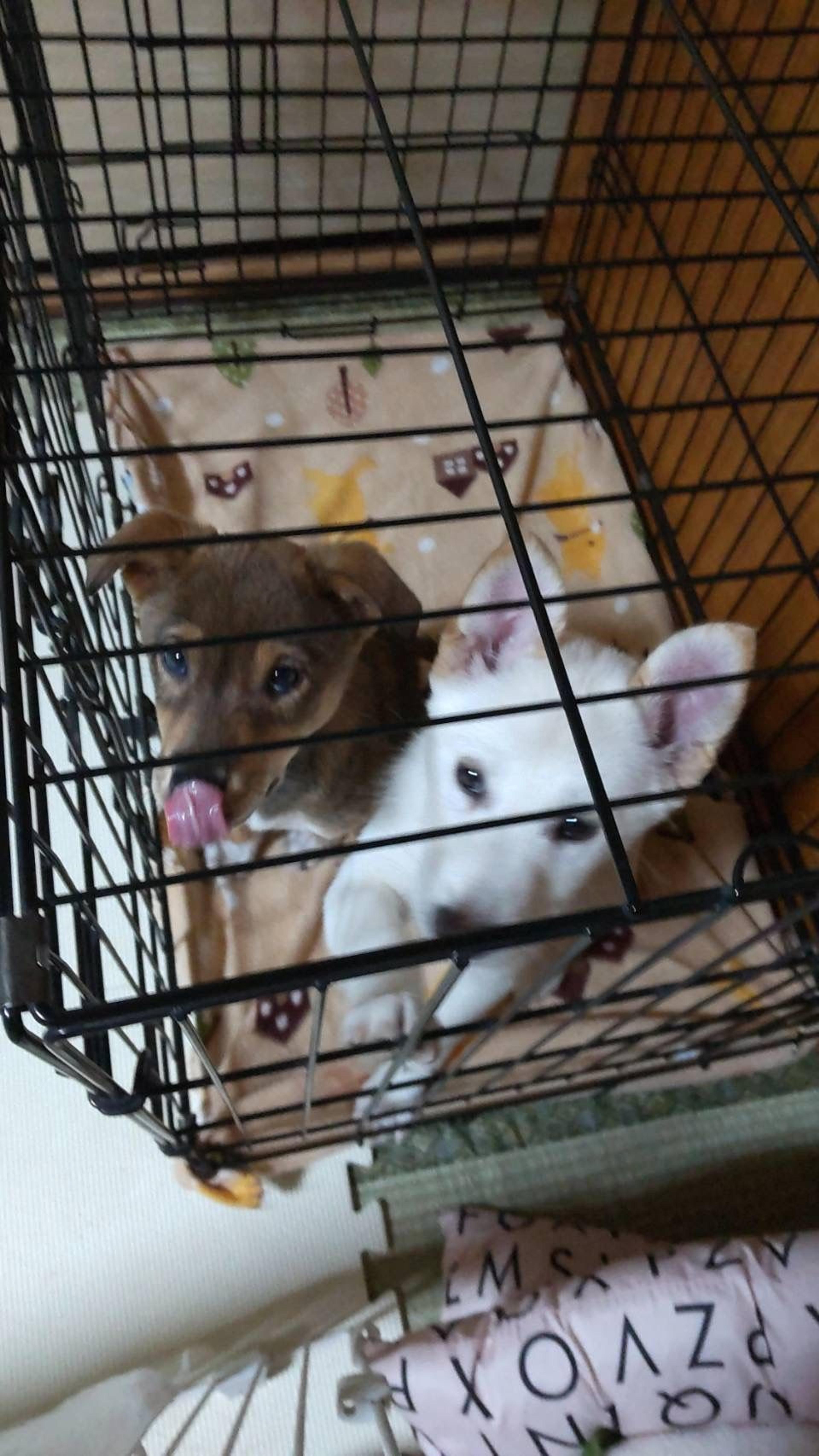 pet-image-10