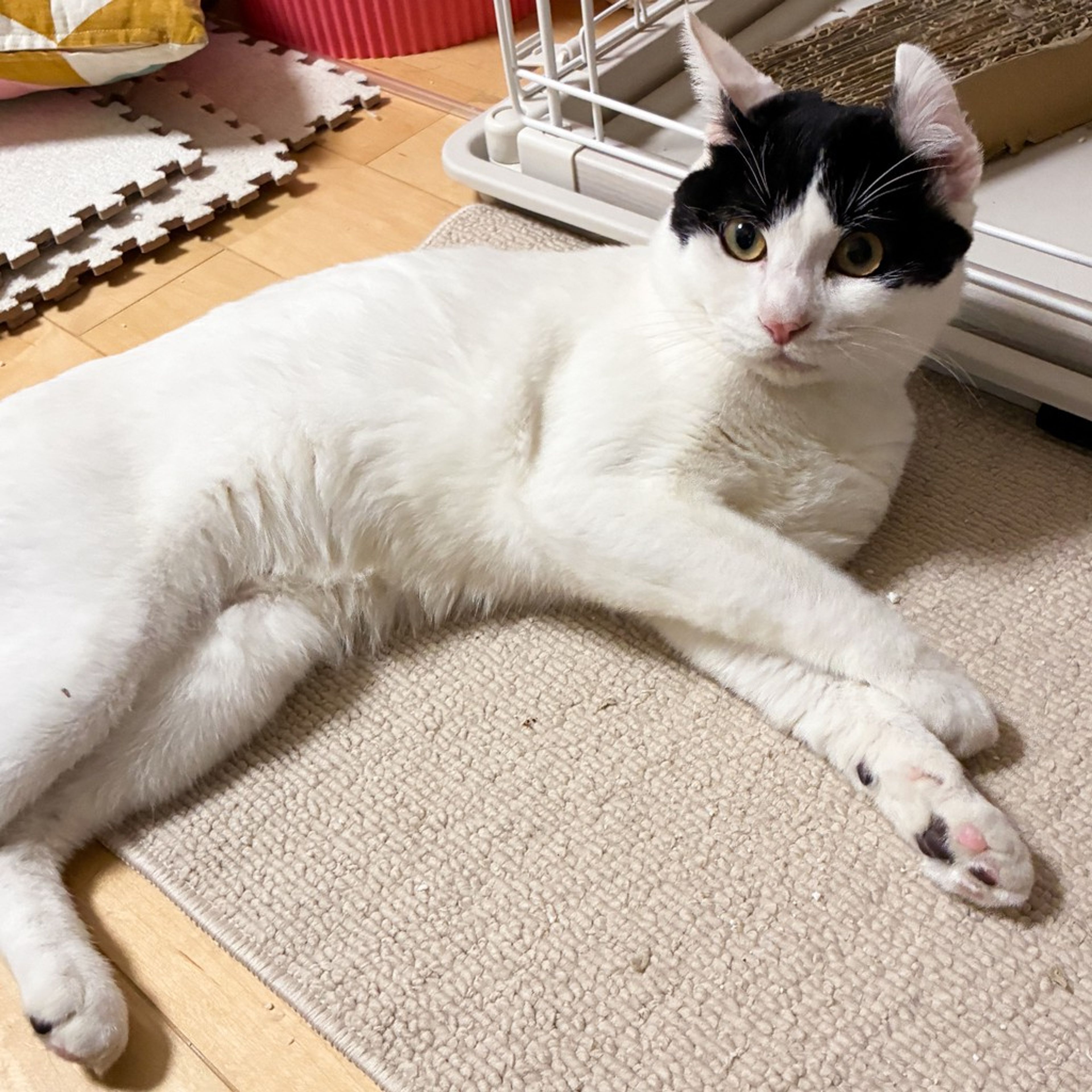 雑種（ミックス猫）・オスの里親募集の写真