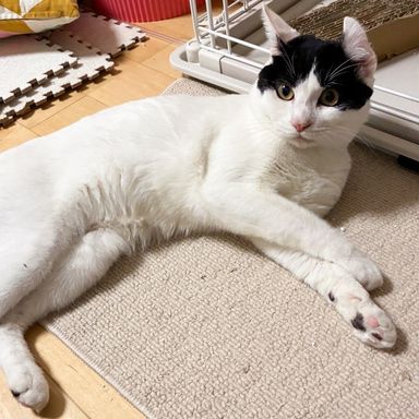 雑種（ミックス猫）・オスの里親募集の写真