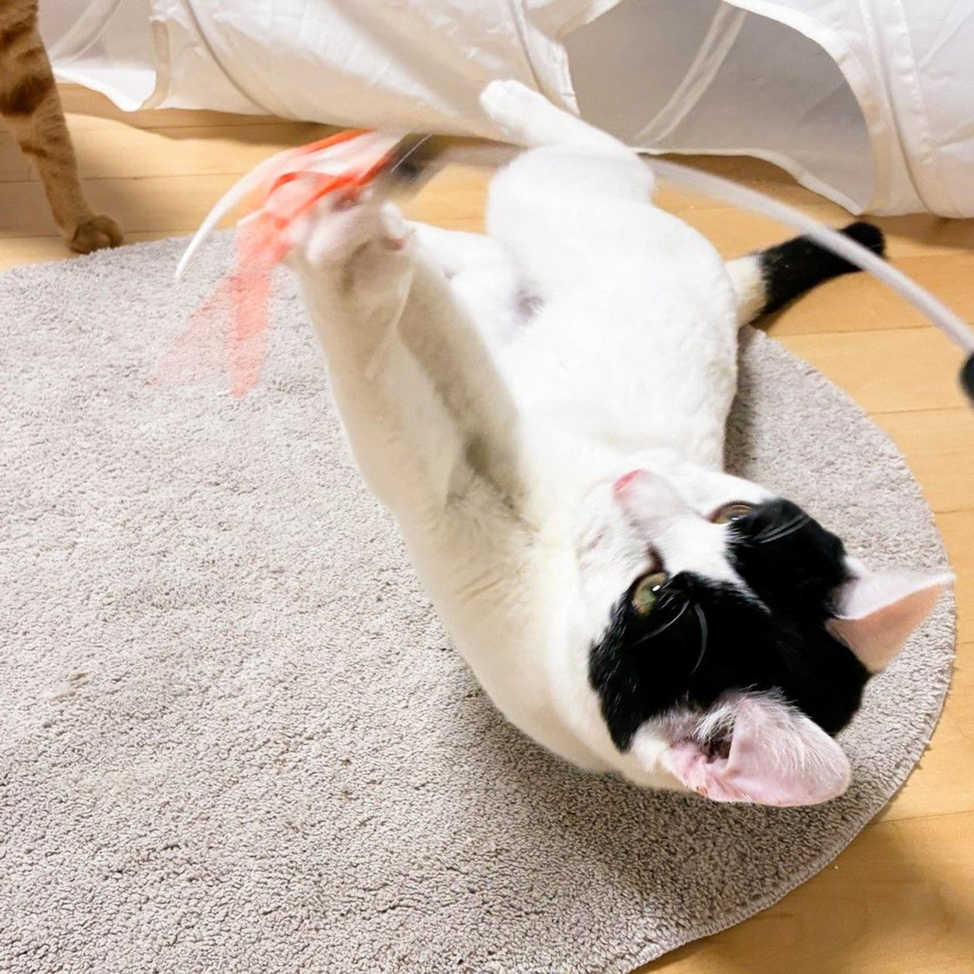 pet-image-2