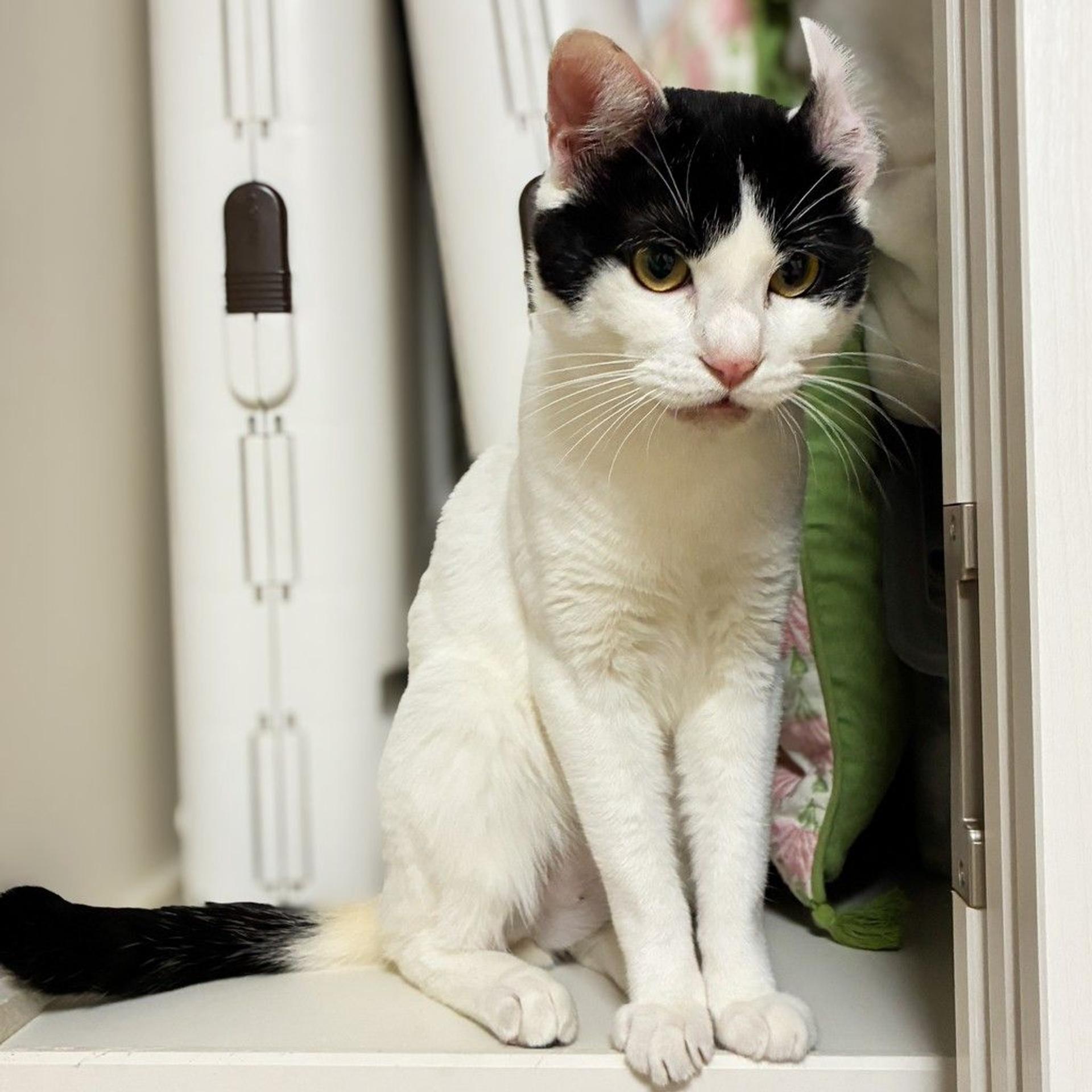 pet-image-3