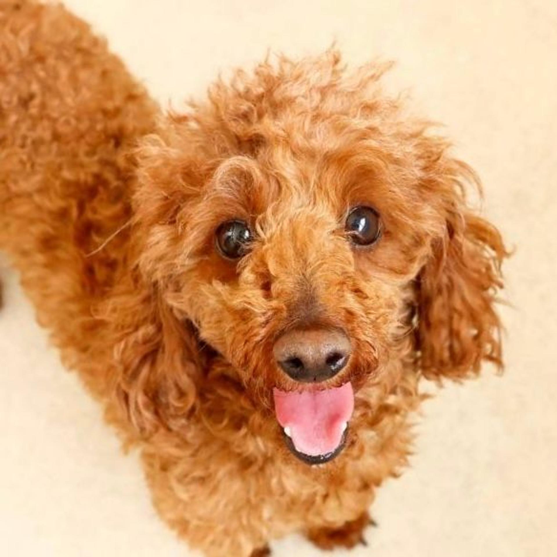 pet-image-2