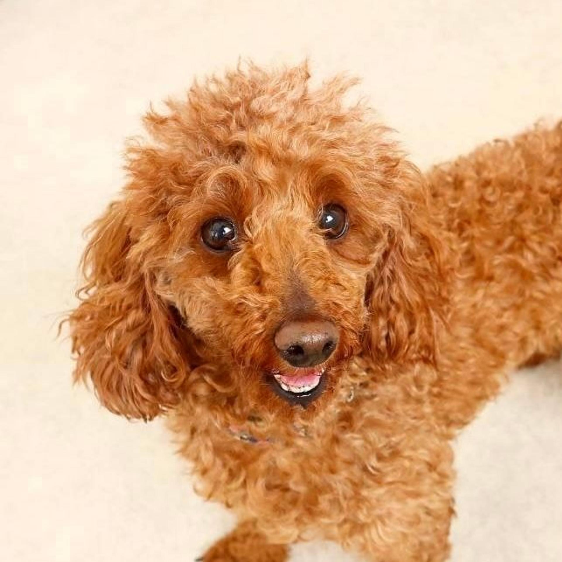 pet-image-3
