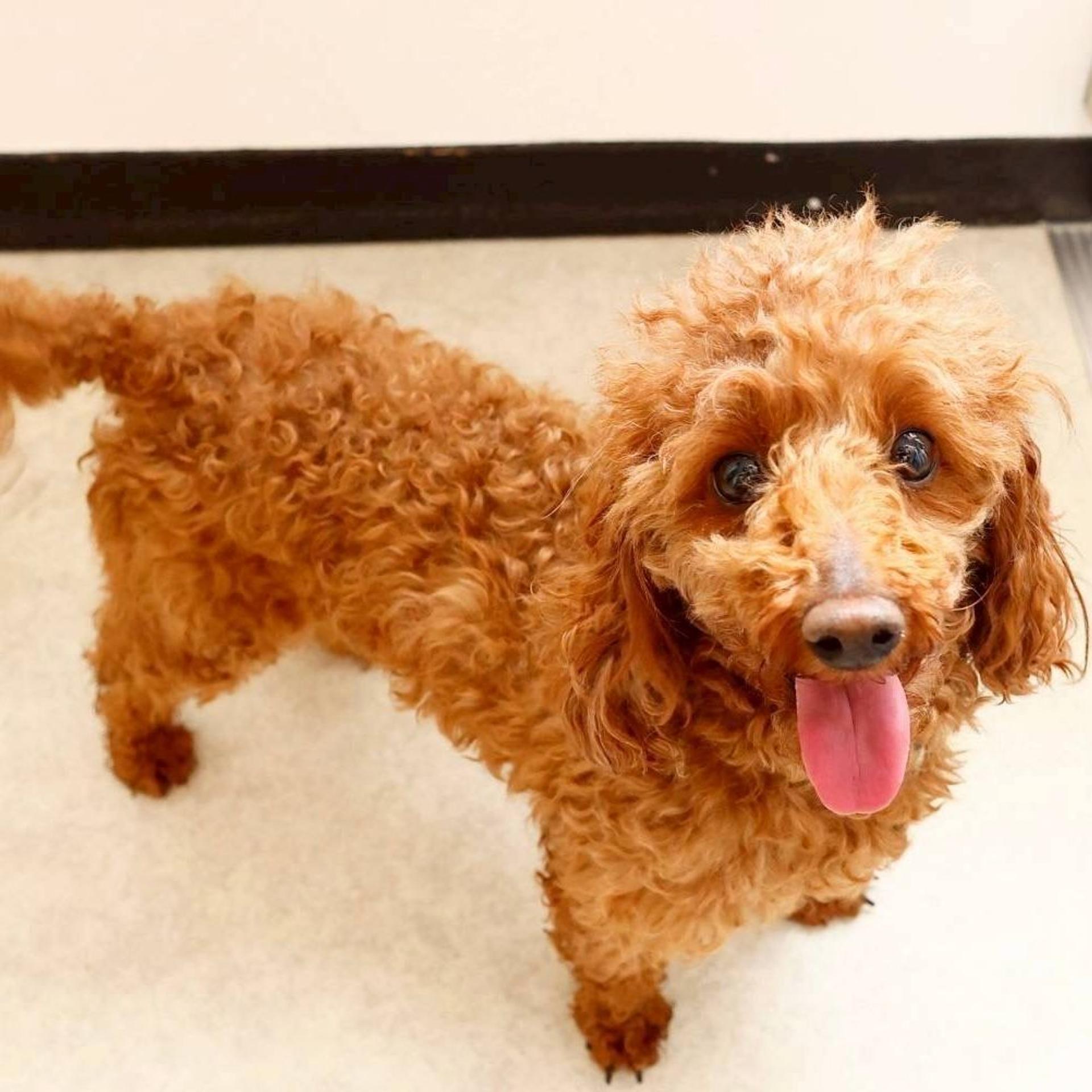 pet-image-5