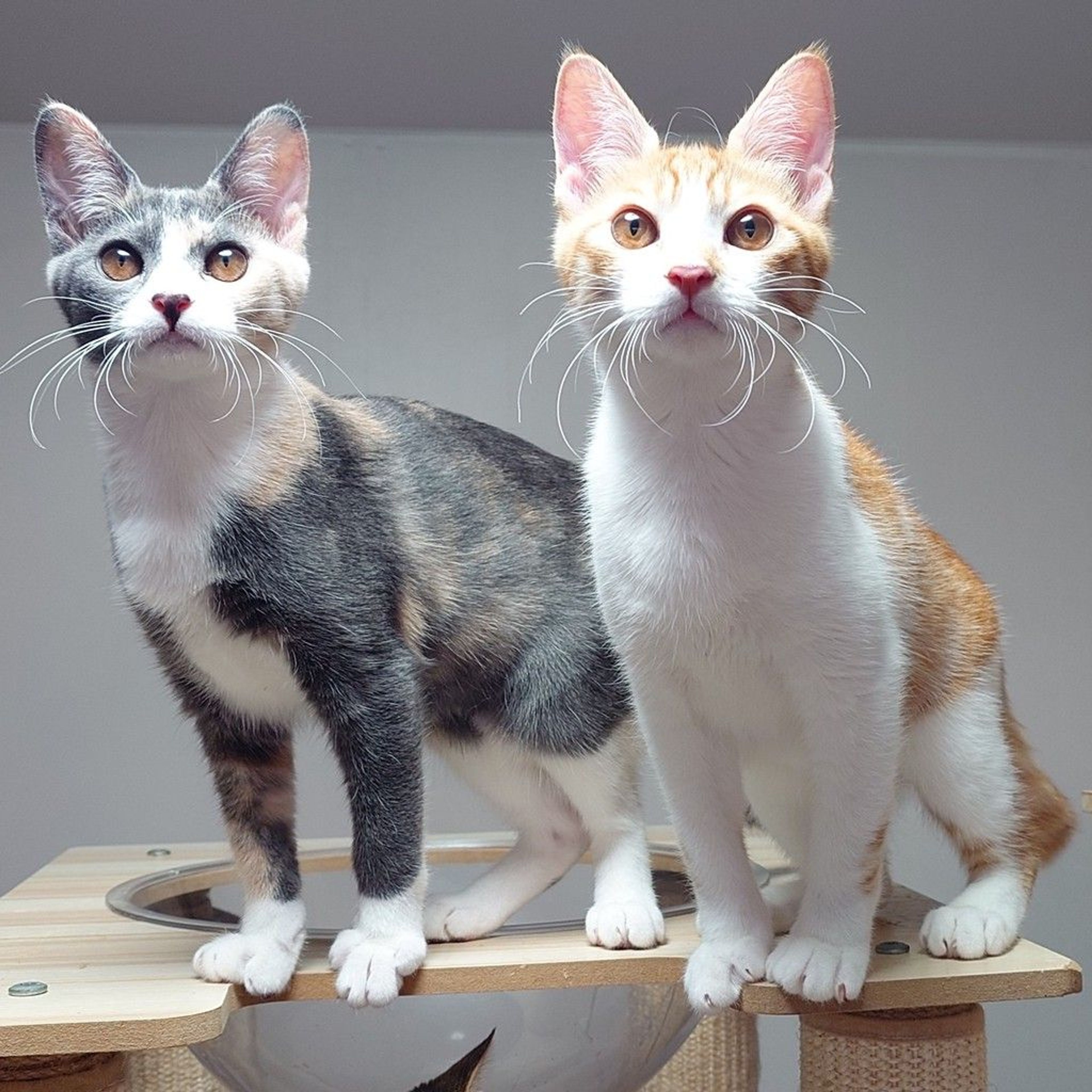 雑種（ミックス猫）・メスの里親募集の写真