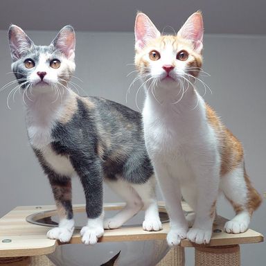 雑種（ミックス猫）・メスの里親募集の写真