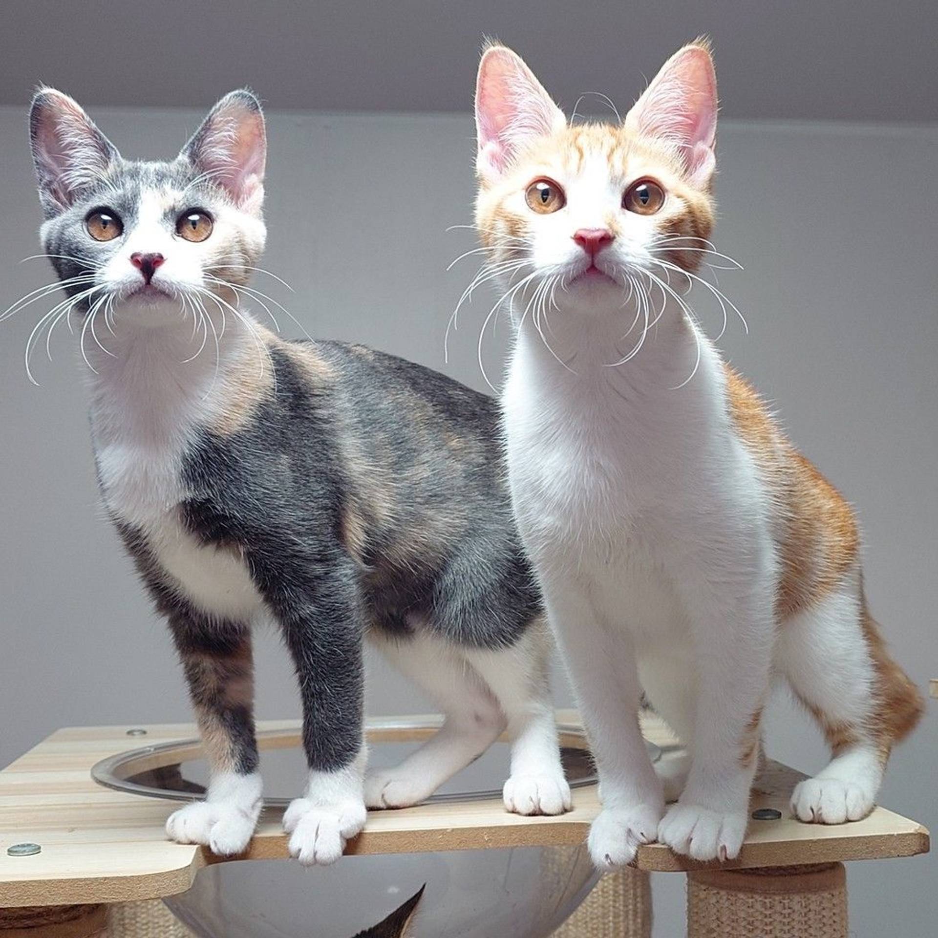 雑種（ミックス猫）・メスの里親募集の写真
