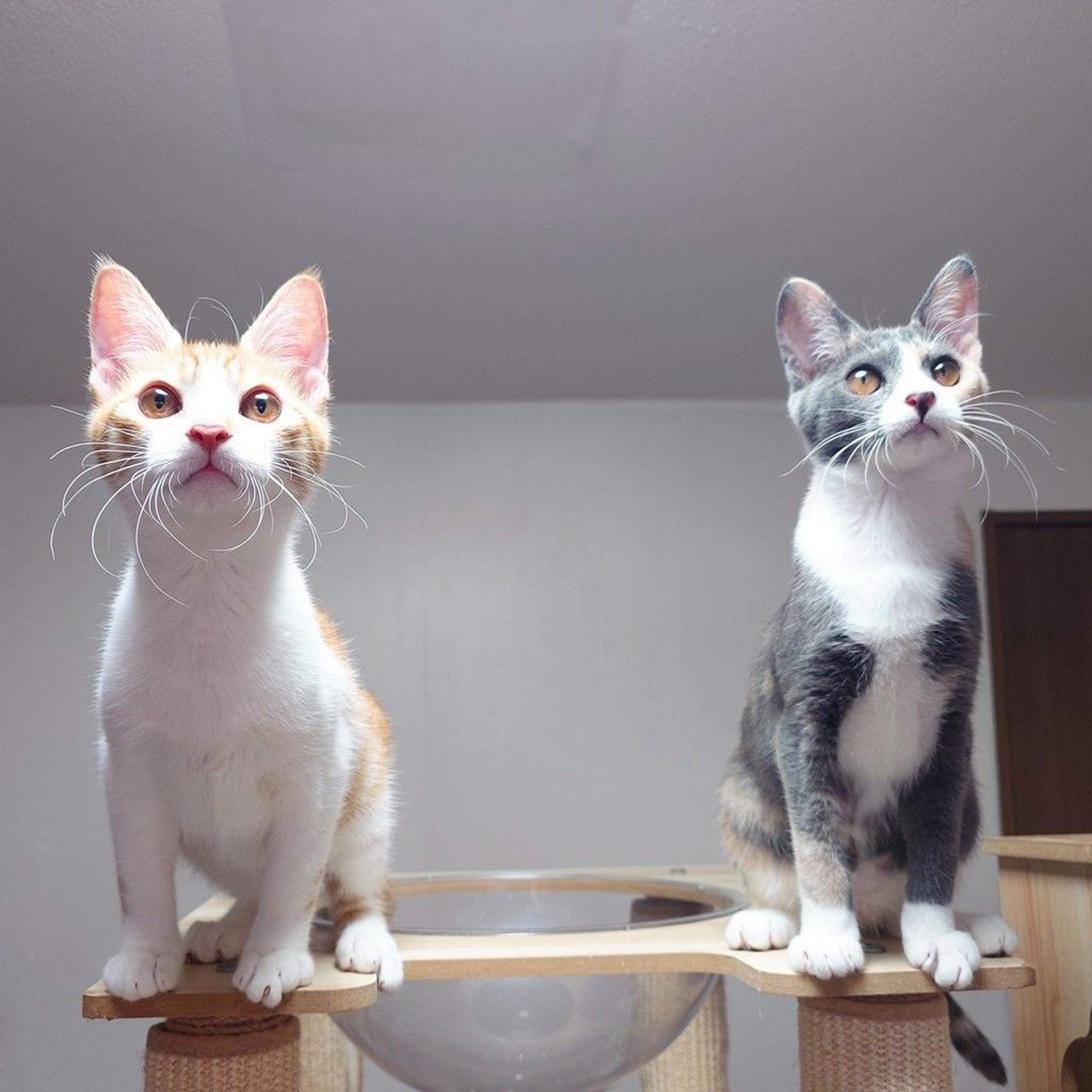 pet-image-4