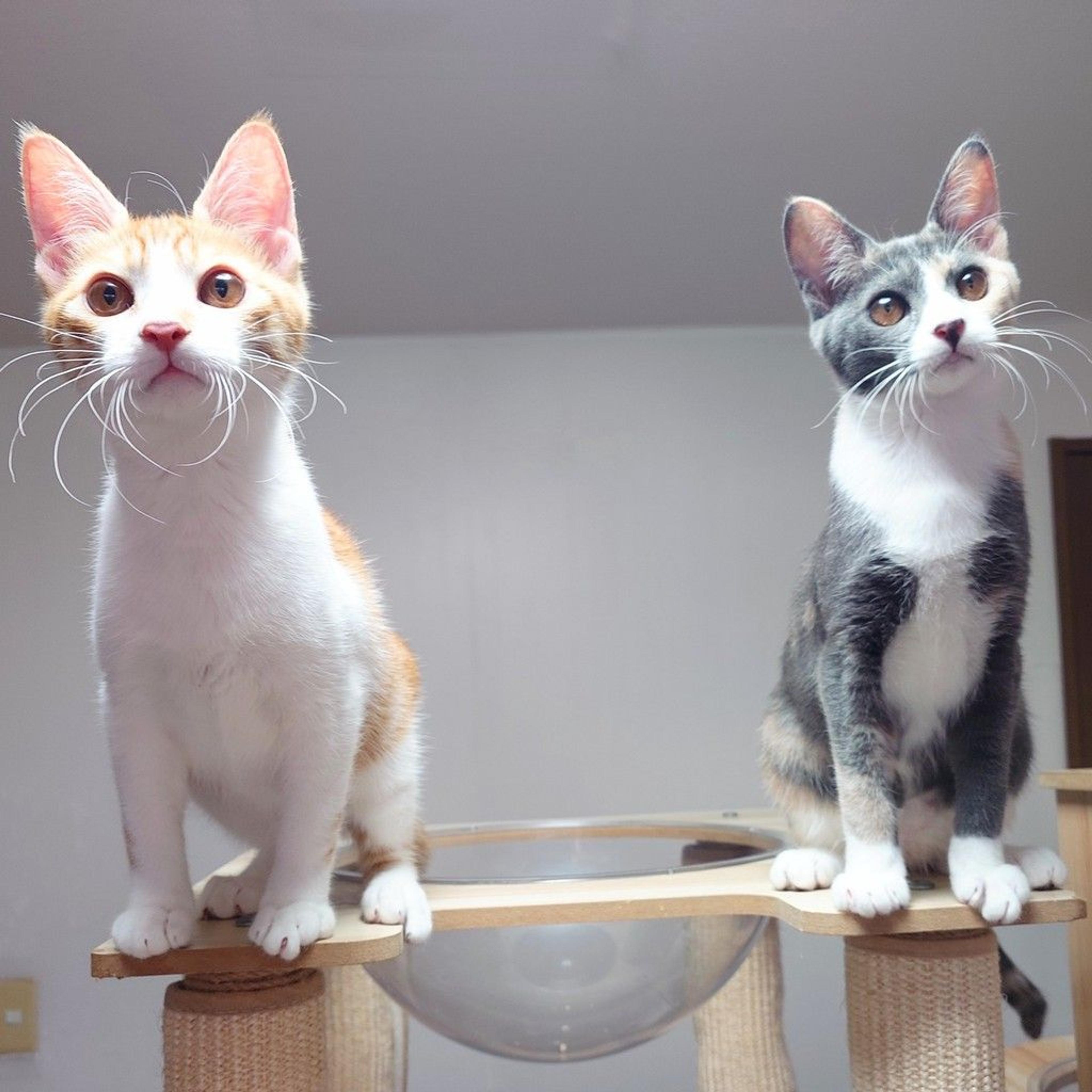 pet-image-5
