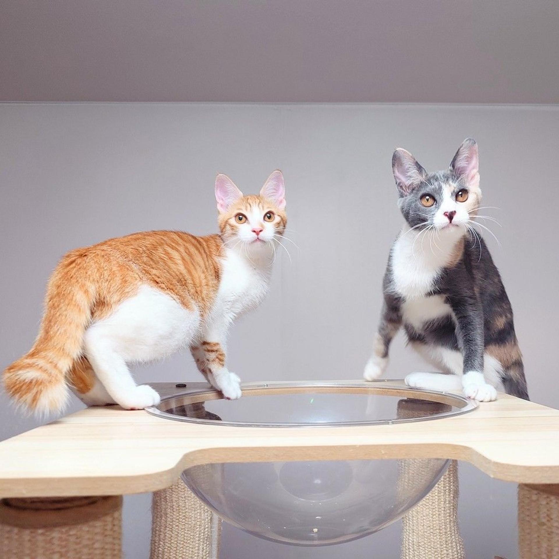 pet-image-6