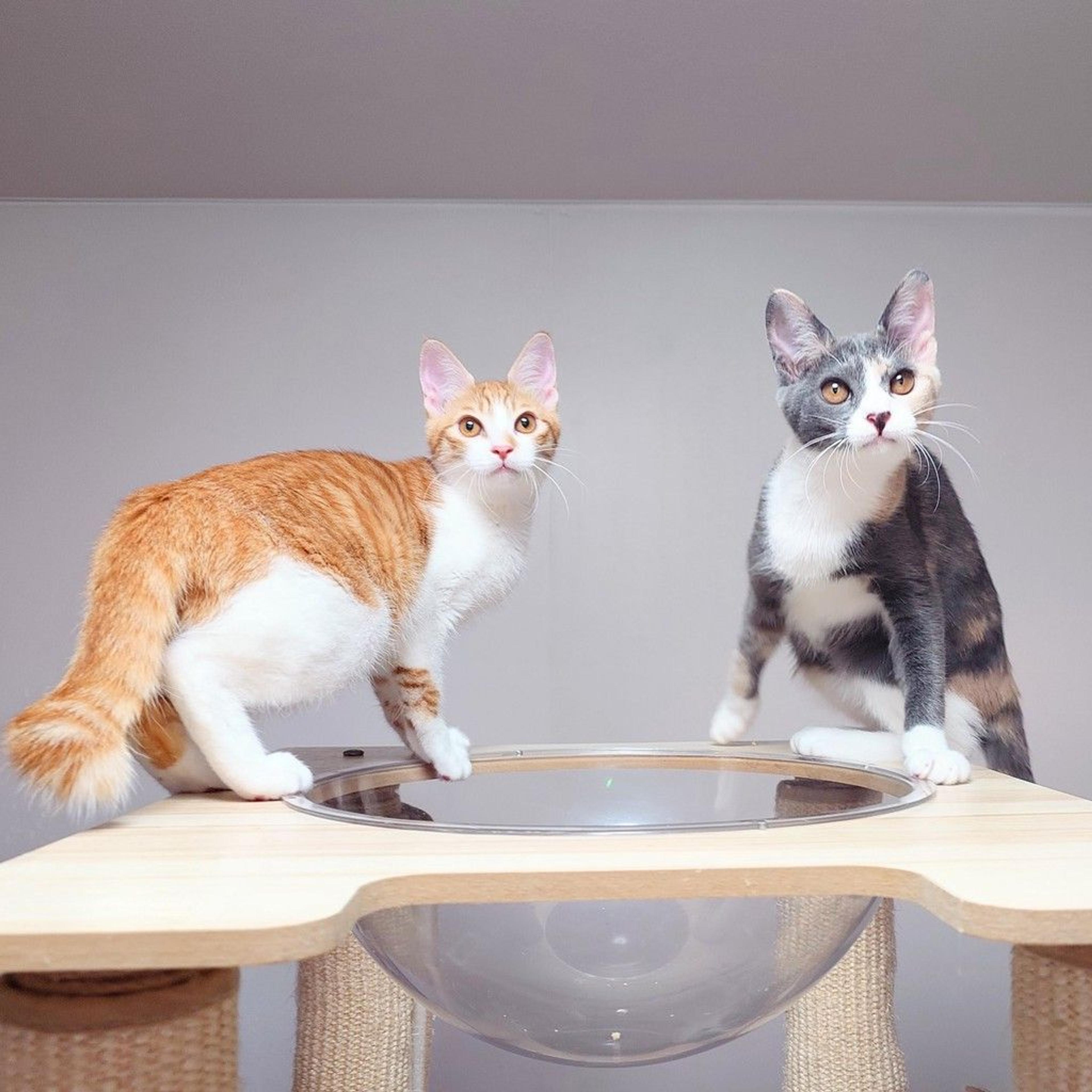 pet-image-6