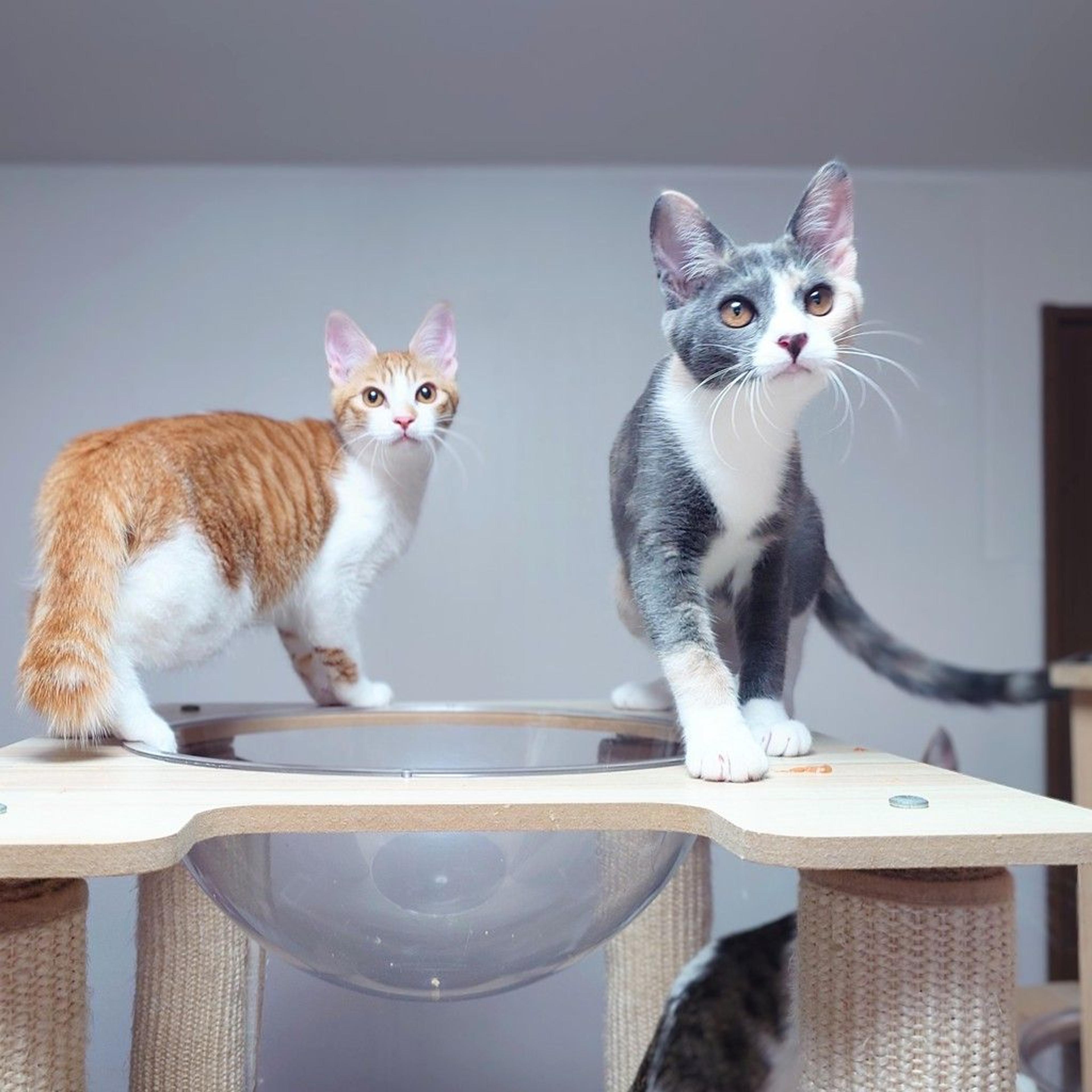 pet-image-8