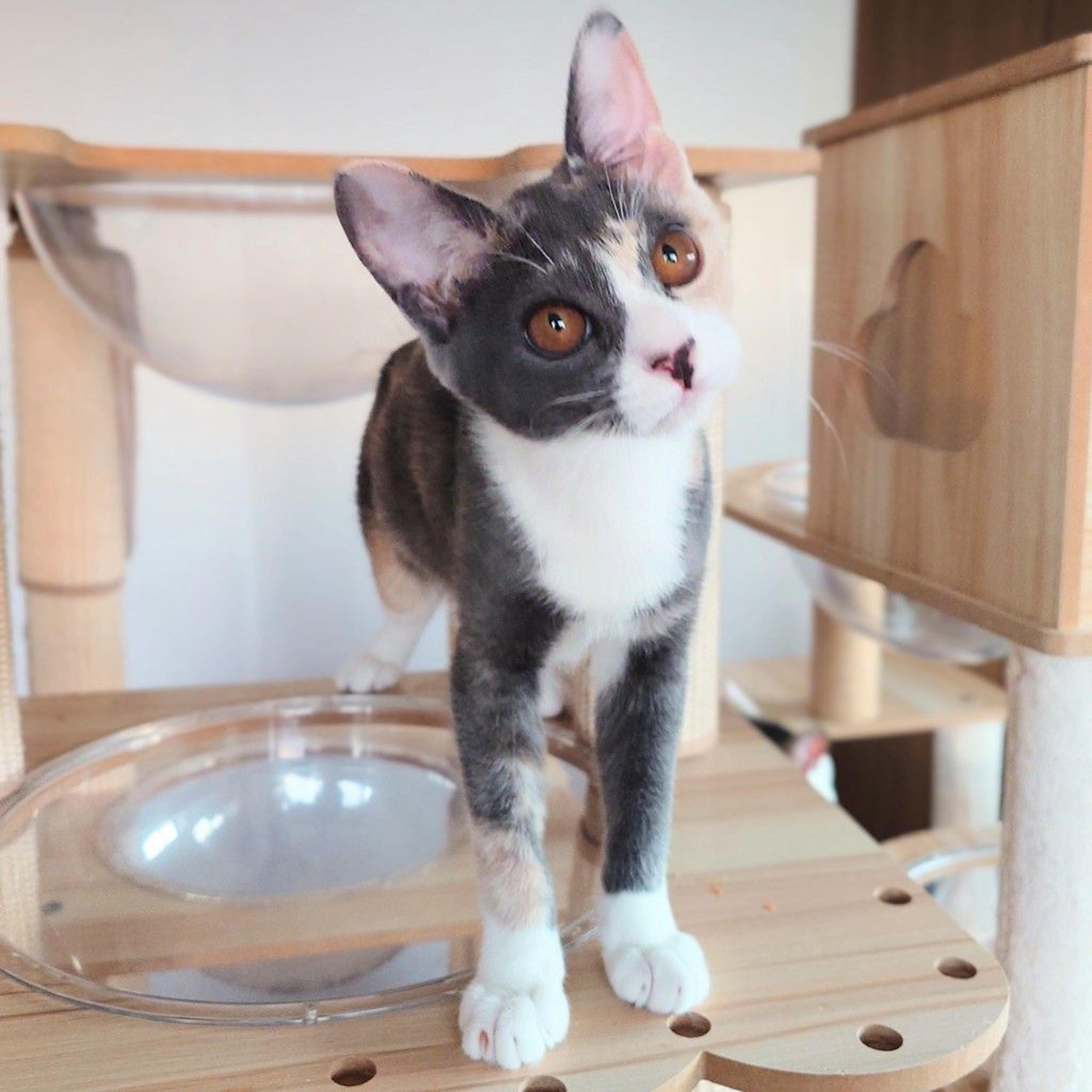 pet-image-9