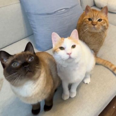 雑種（ミックス猫）・メスの里親募集の写真