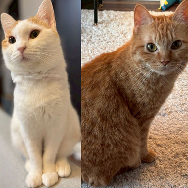 雑種（ミックス猫）・メスの里親募集の写真