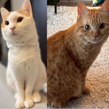 雑種（ミックス猫）・メスの里親募集の写真