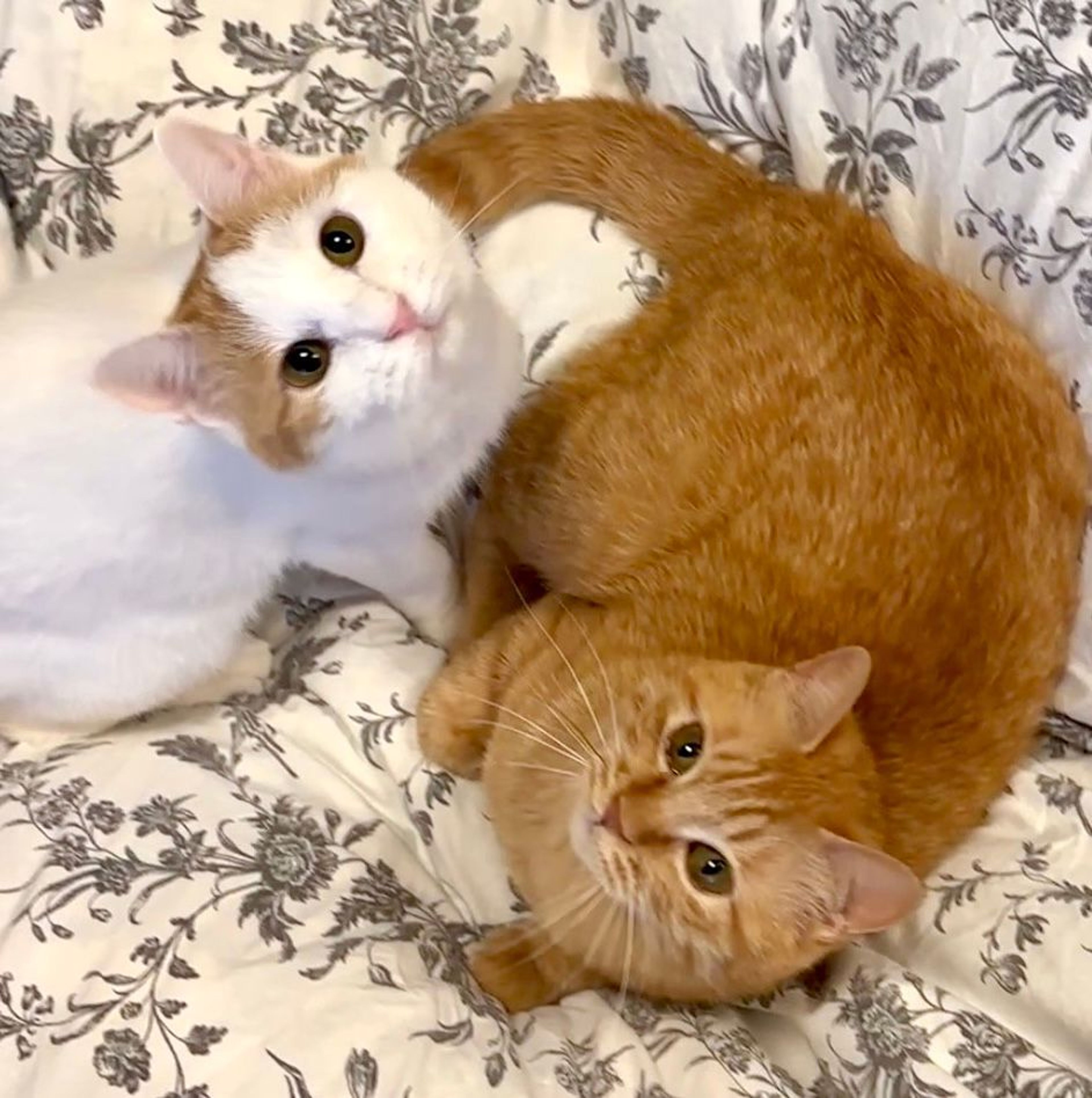 雑種（ミックス猫）・メスの里親募集の写真